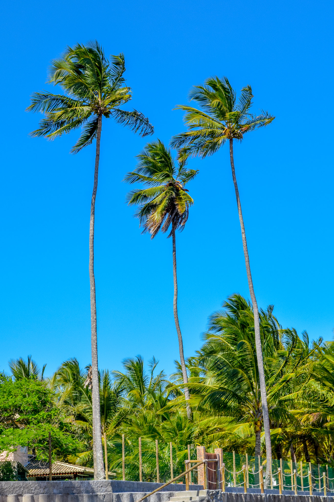 Coconut trees