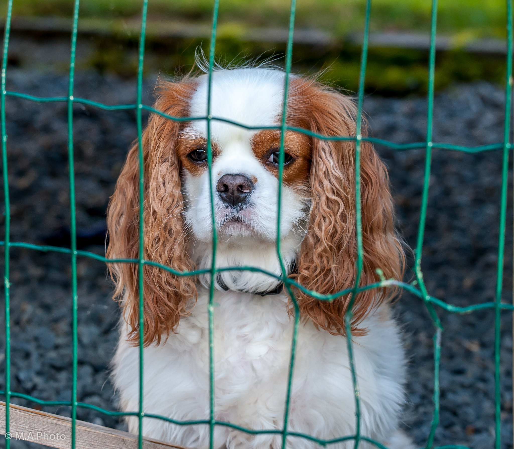 Sigma 150-600mm F5-6.3 DG OS HSM | C sample photo. Can i come out to play with you ...? photography