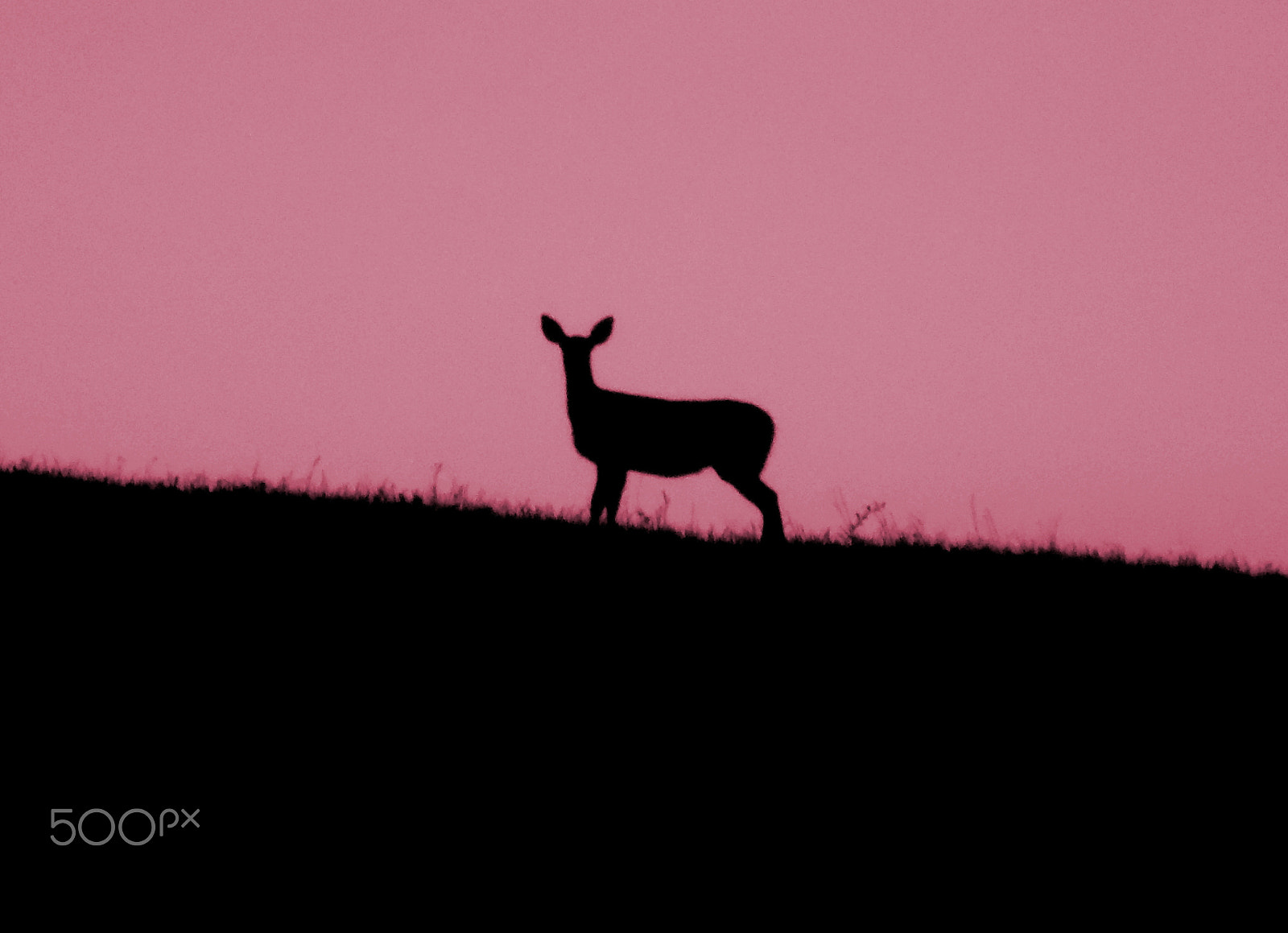 Samsung WB110/  WB111 sample photo. Deer on the rise photography