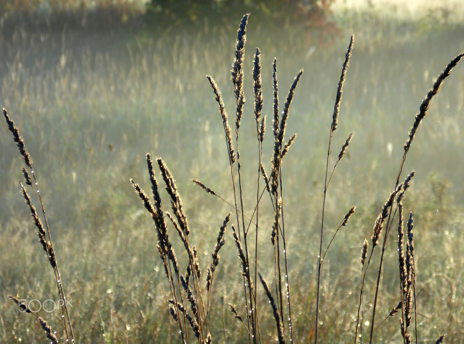 Samsung WB110/  WB111 sample photo. Weeds in the fog photography