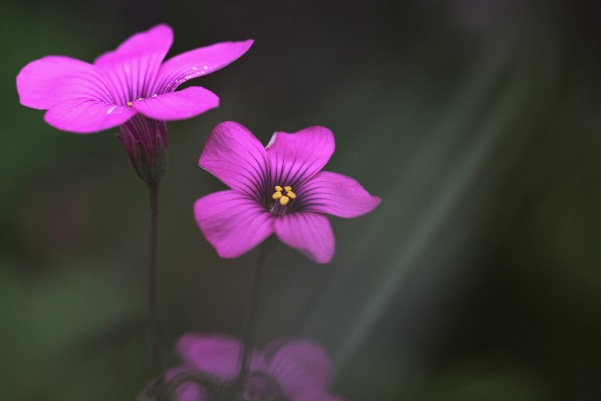 Canon EOS 40D + Tamron SP AF 90mm F2.8 Di Macro sample photo. Flower photography