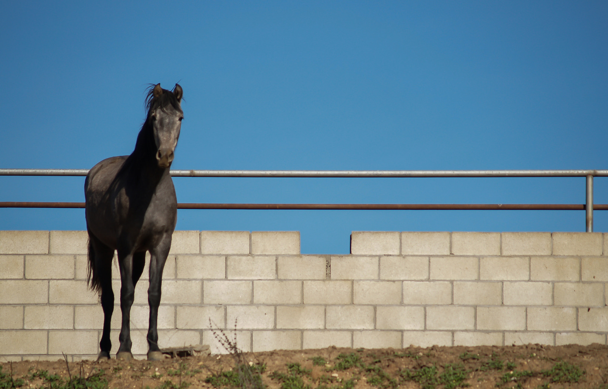 Olympus Zuiko Digital 40-150mm F3.5-4.5 sample photo. A free horse photography