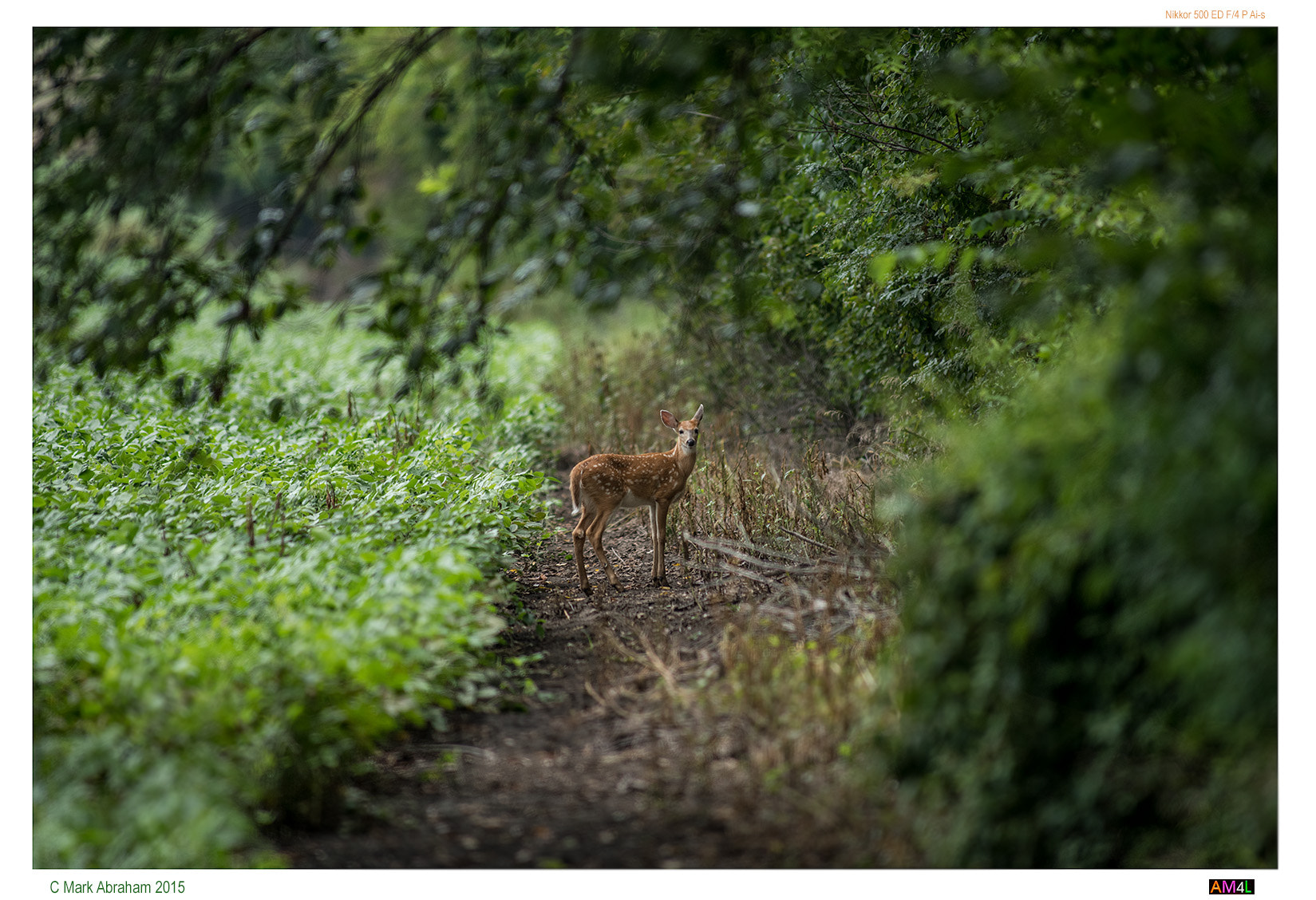 Nikon D810 + Nikkor 500mm f/4 P ED IF sample photo. Image photography