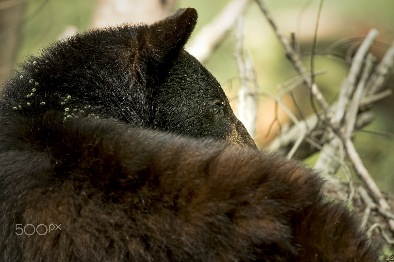 Canon EF 600mm f/4L IS sample photo. Checking back photography