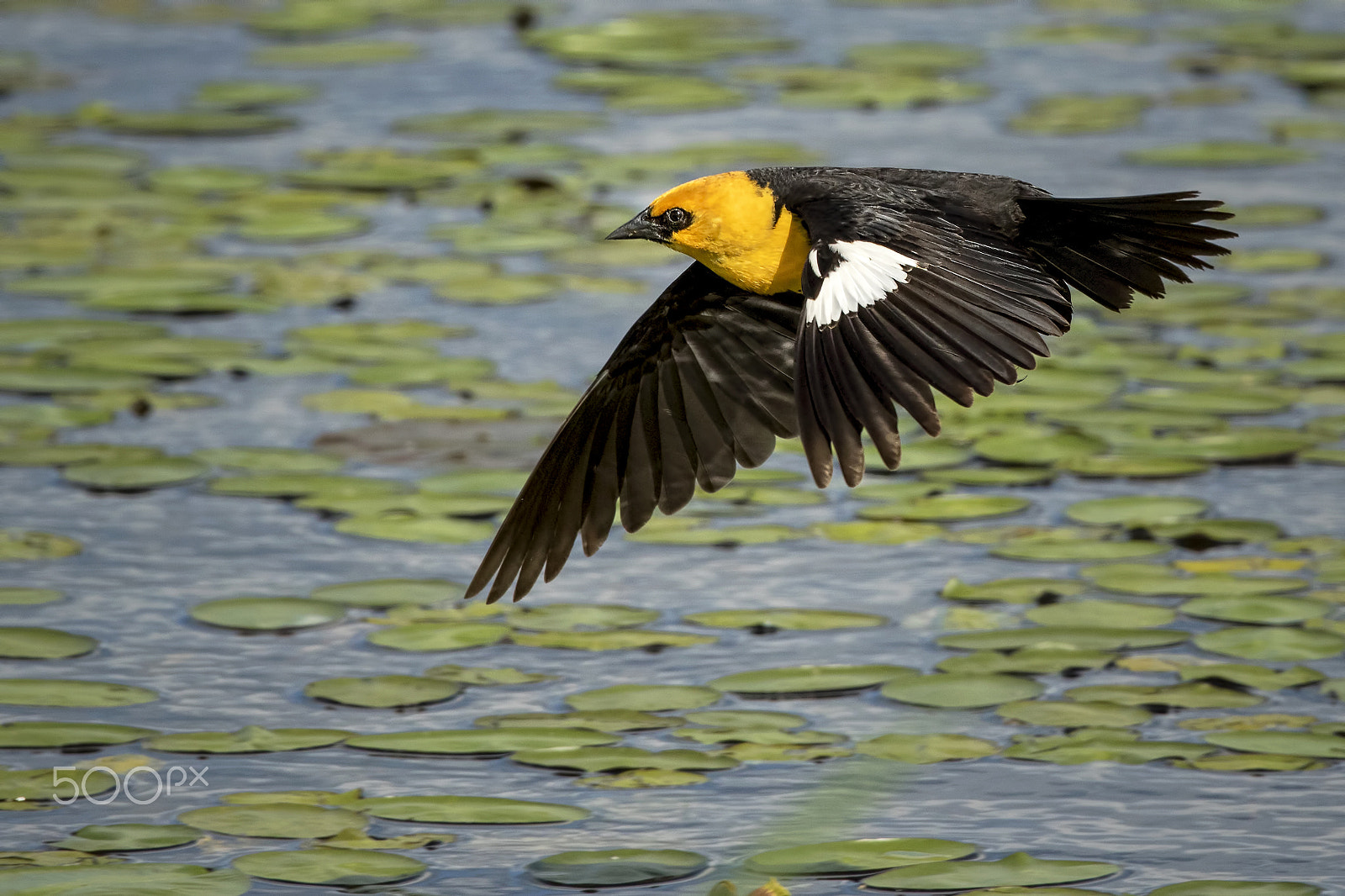 Canon EF 600mm f/4L IS sample photo. Its taken years photography