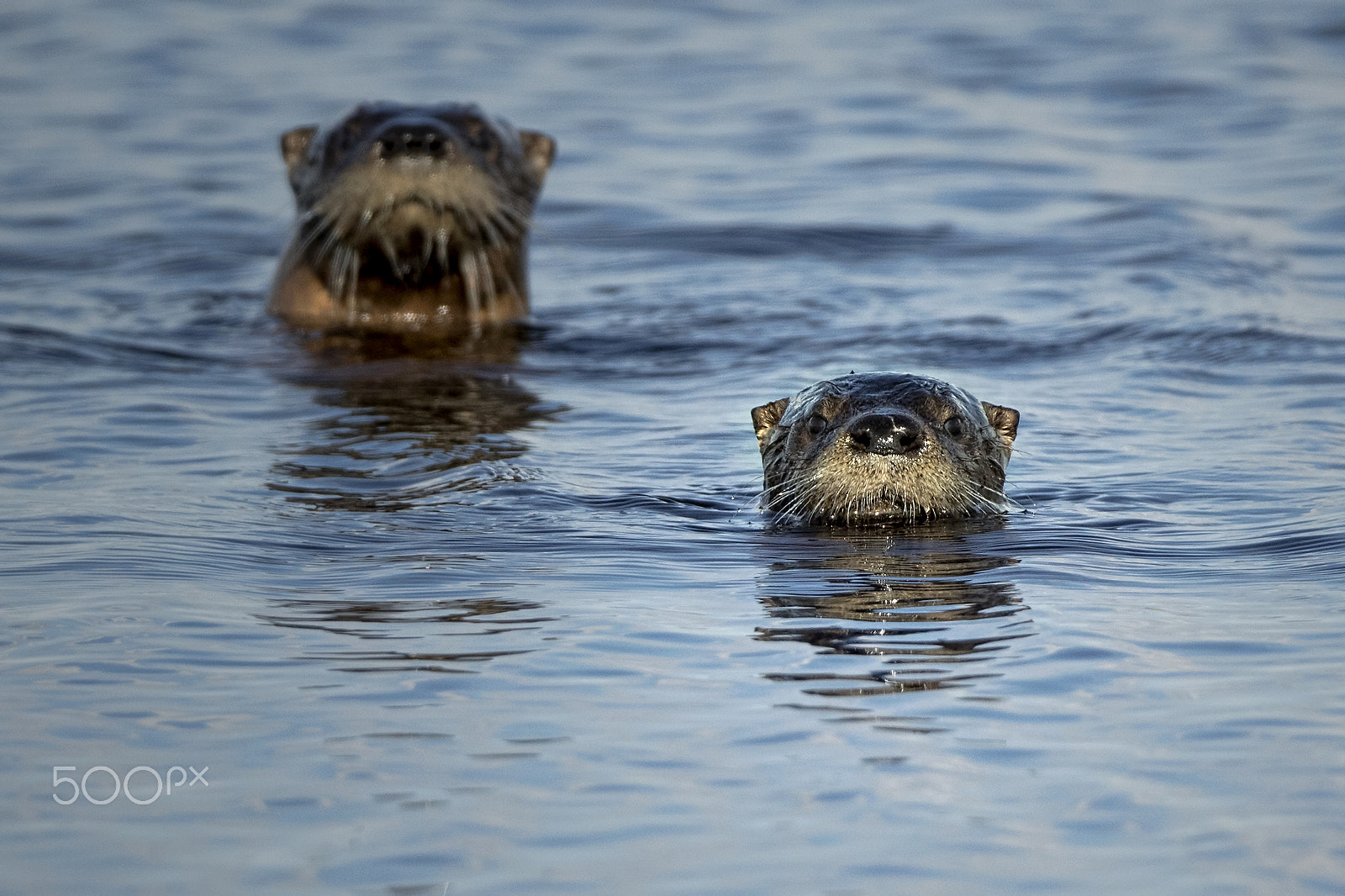 Canon EOS 7D Mark II + Canon EF 600mm f/4L IS sample photo. Tom and jerry photography