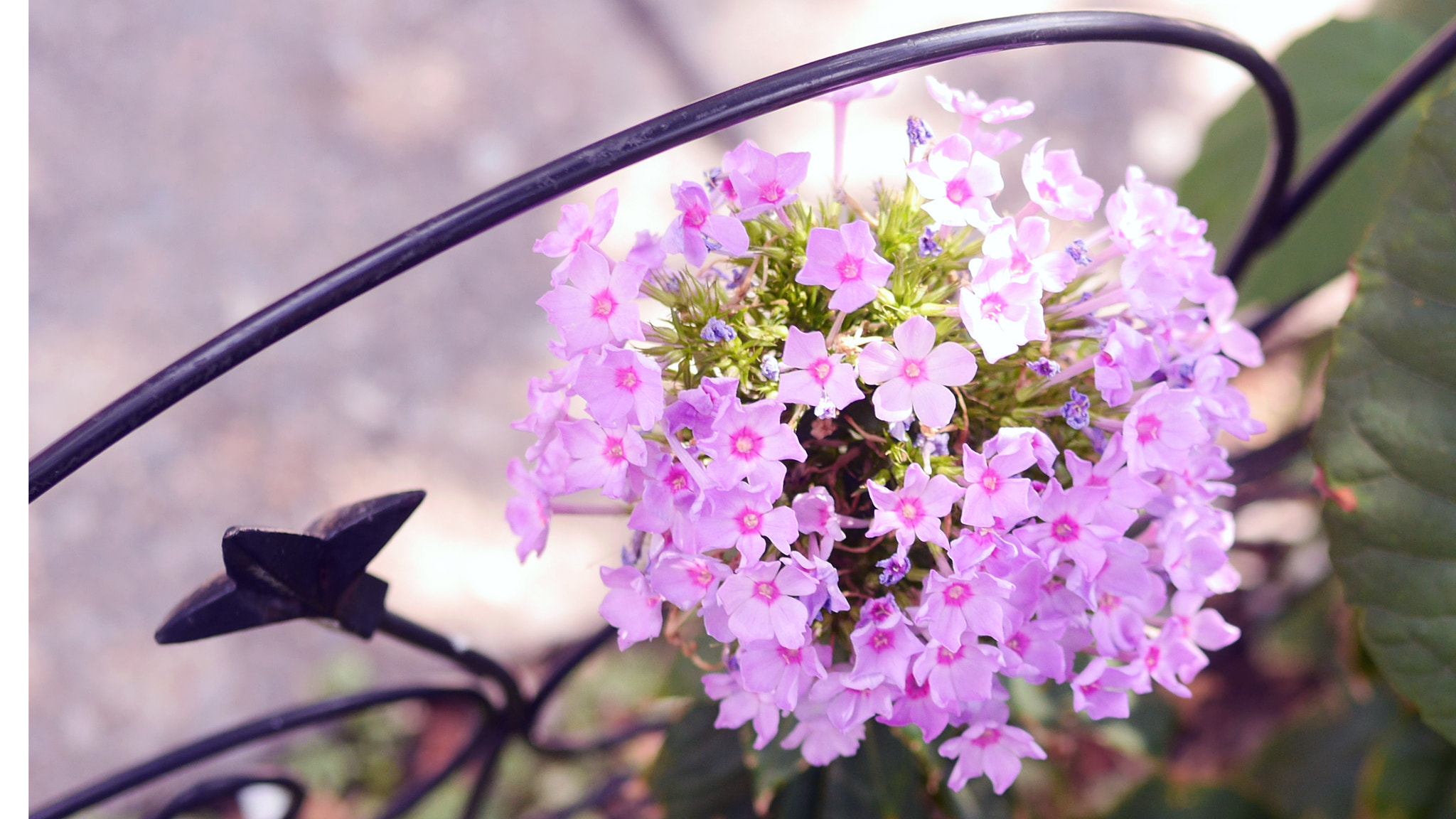 Panasonic Lumix DMC-GH3 + Panasonic Leica DG Summilux 25mm F1.4 II ASPH sample photo. Neighborhood flowers photography