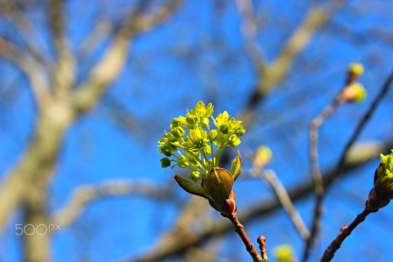 Canon EOS 600D (Rebel EOS T3i / EOS Kiss X5) + 18.0 - 55.0 mm sample photo. Remembering spring.. photography