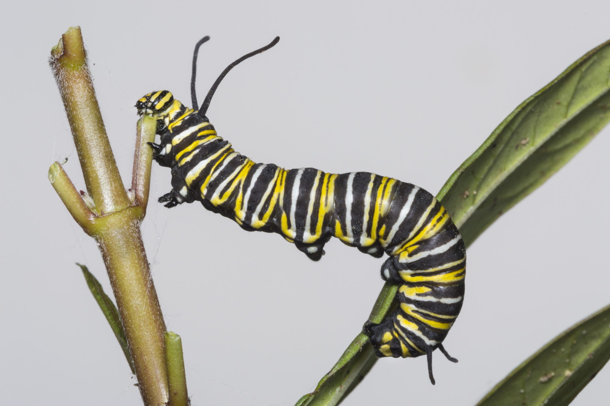 Nikon D3200 + Sigma 150mm F2.8 EX DG Macro HSM sample photo. Monarch caterpillar photography