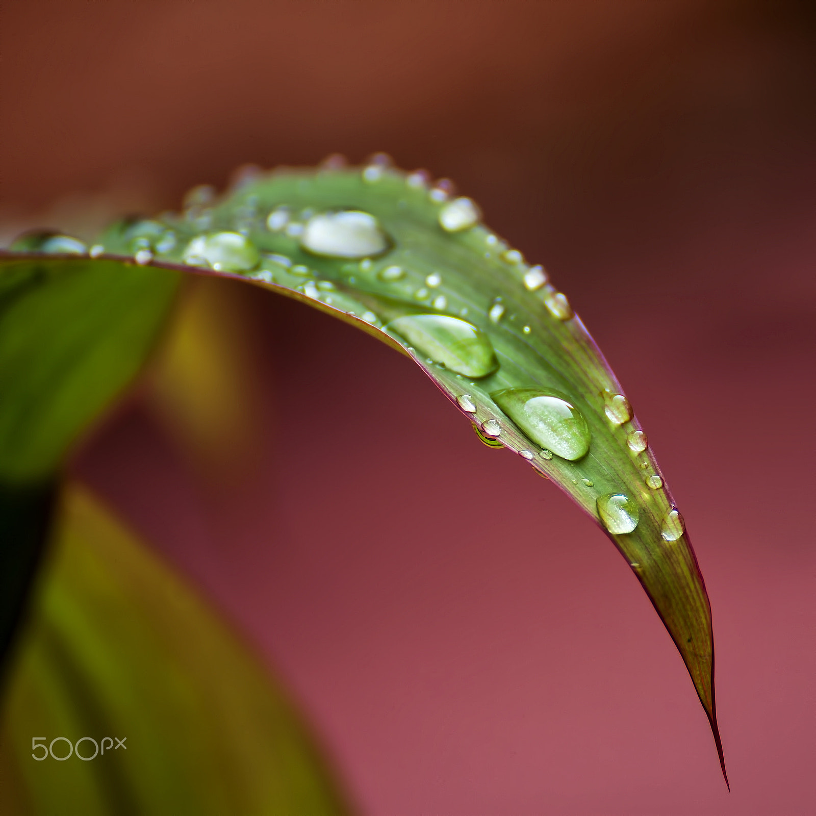 Canon EOS 50D + Tamron SP 70-300mm F4-5.6 Di VC USD sample photo. Dew on leaves photography