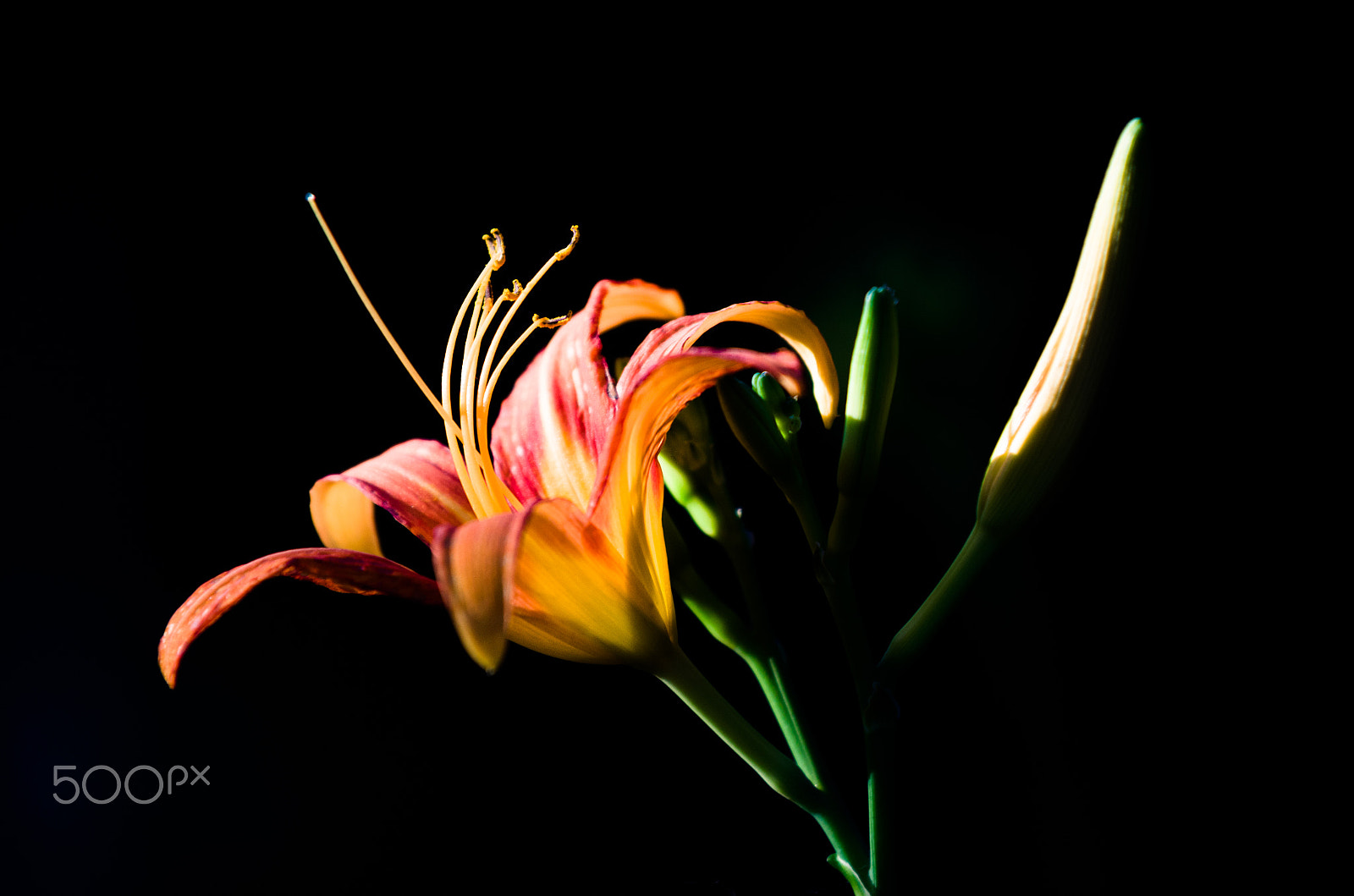 AF-S Zoom-Nikkor 80-200mm f/2.8D IF-ED sample photo. Flower photography