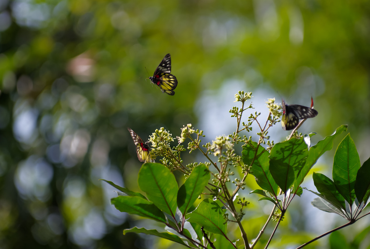 Pentax smc DA* 50-135mm F2.8 ED (IF) SDM sample photo. Wjr photography