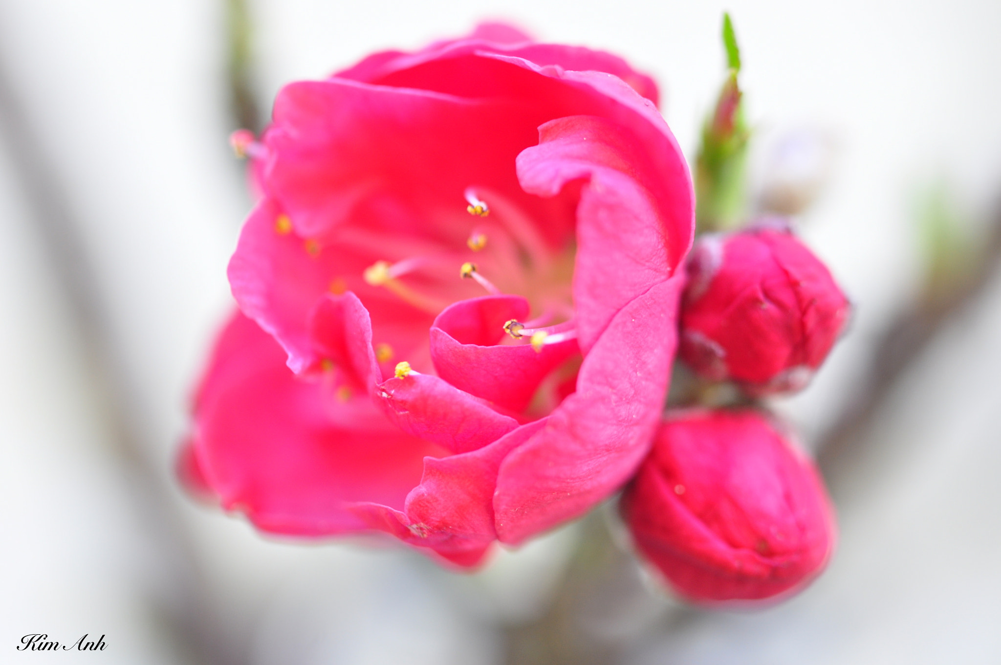 Nikon D90 sample photo. Peach blossom. photography