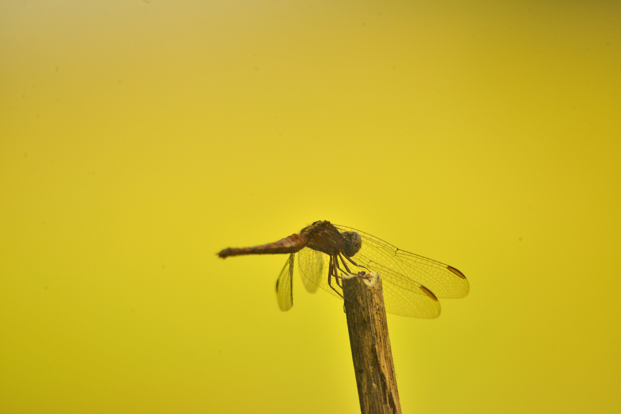 Nikon D800 + Manual Lens No CPU sample photo. Pouso preciso dragonfly photography