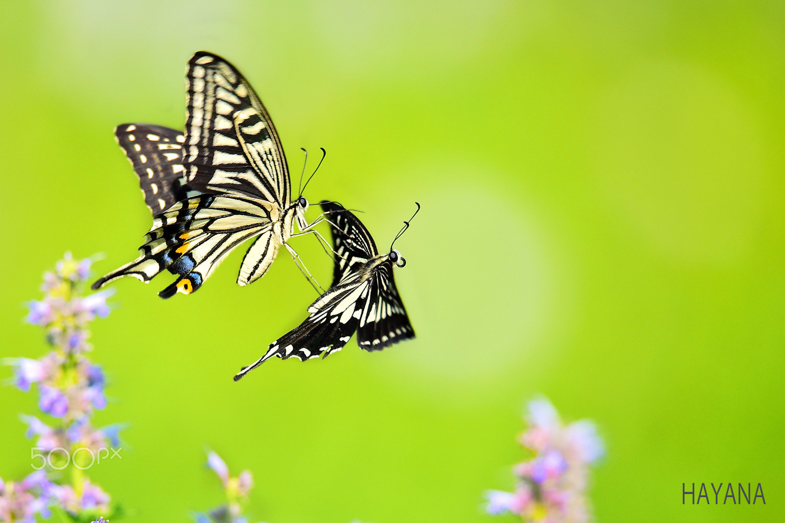 Sigma 150-600mm F5-6.3 DG OS HSM | S sample photo. Flight of the butterfly photography
