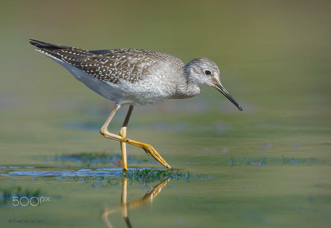 Nikon D3S + Nikon AF-S Nikkor 600mm F4G ED VR sample photo. Lesser yellowlegs photography