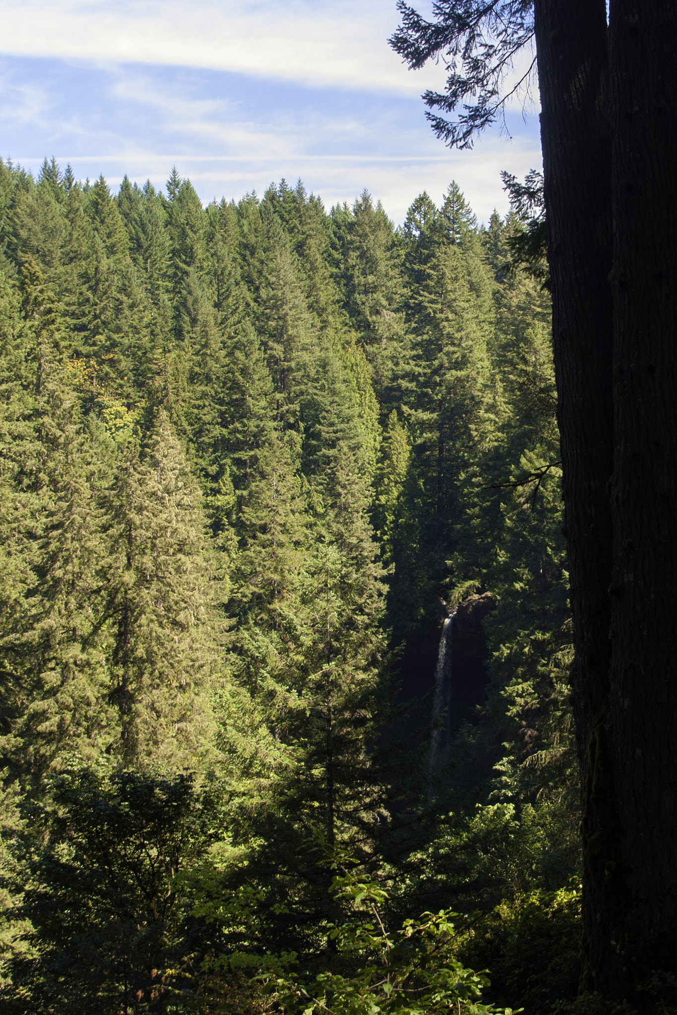 Nikon D300 + Sigma 18-200mm F3.5-6.3 DC sample photo. Silver falls state park photography