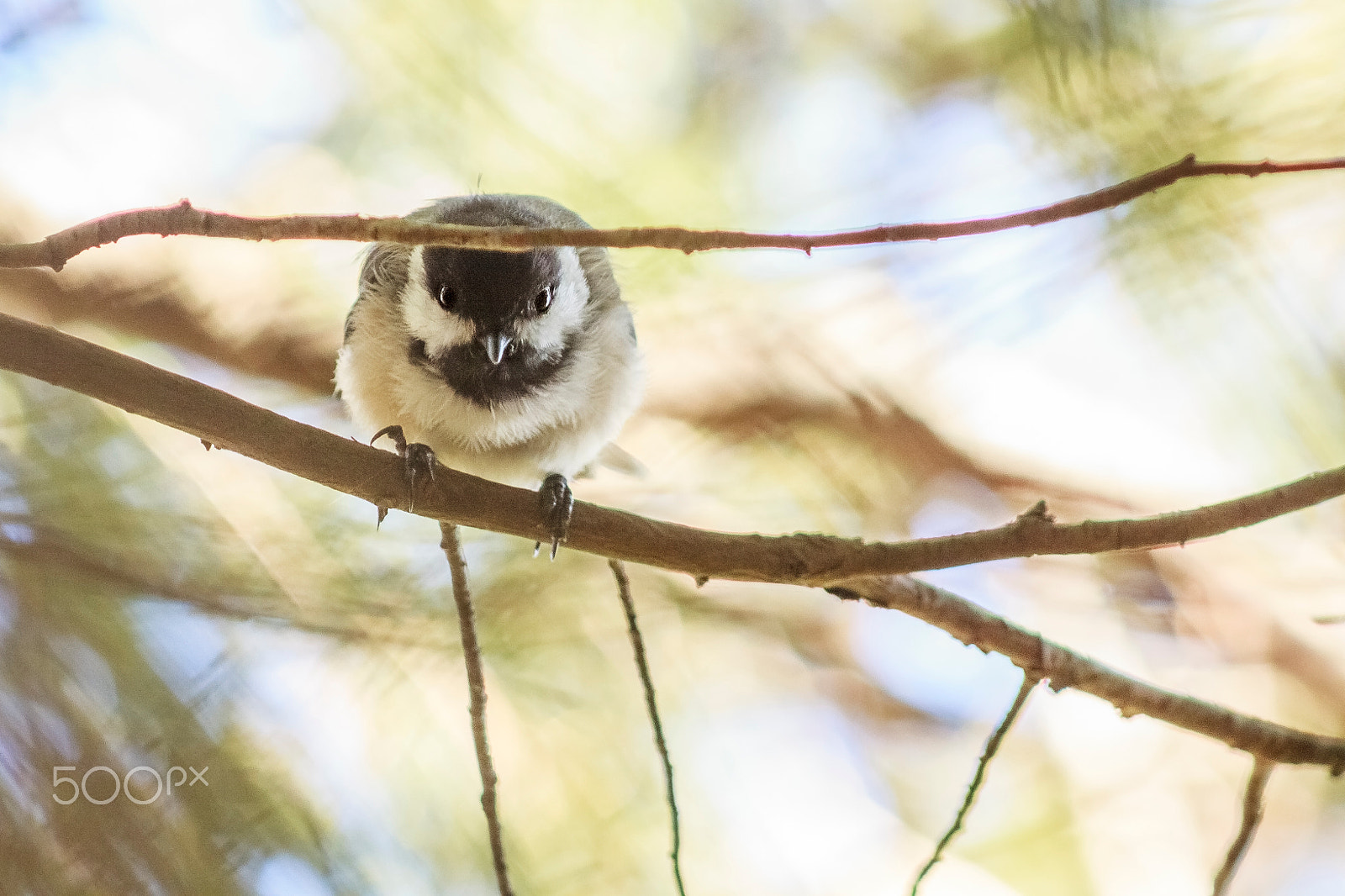 Canon EOS 50D + EF75-300mm f/4-5.6 sample photo. Chickadee photography