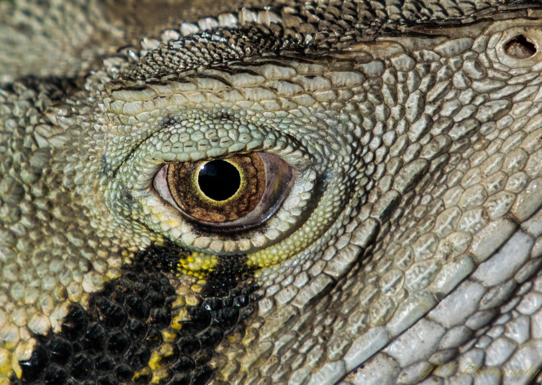 Nikon AF-S Nikkor 200-500mm F5.6E ED VR sample photo. Dragon's eye photography