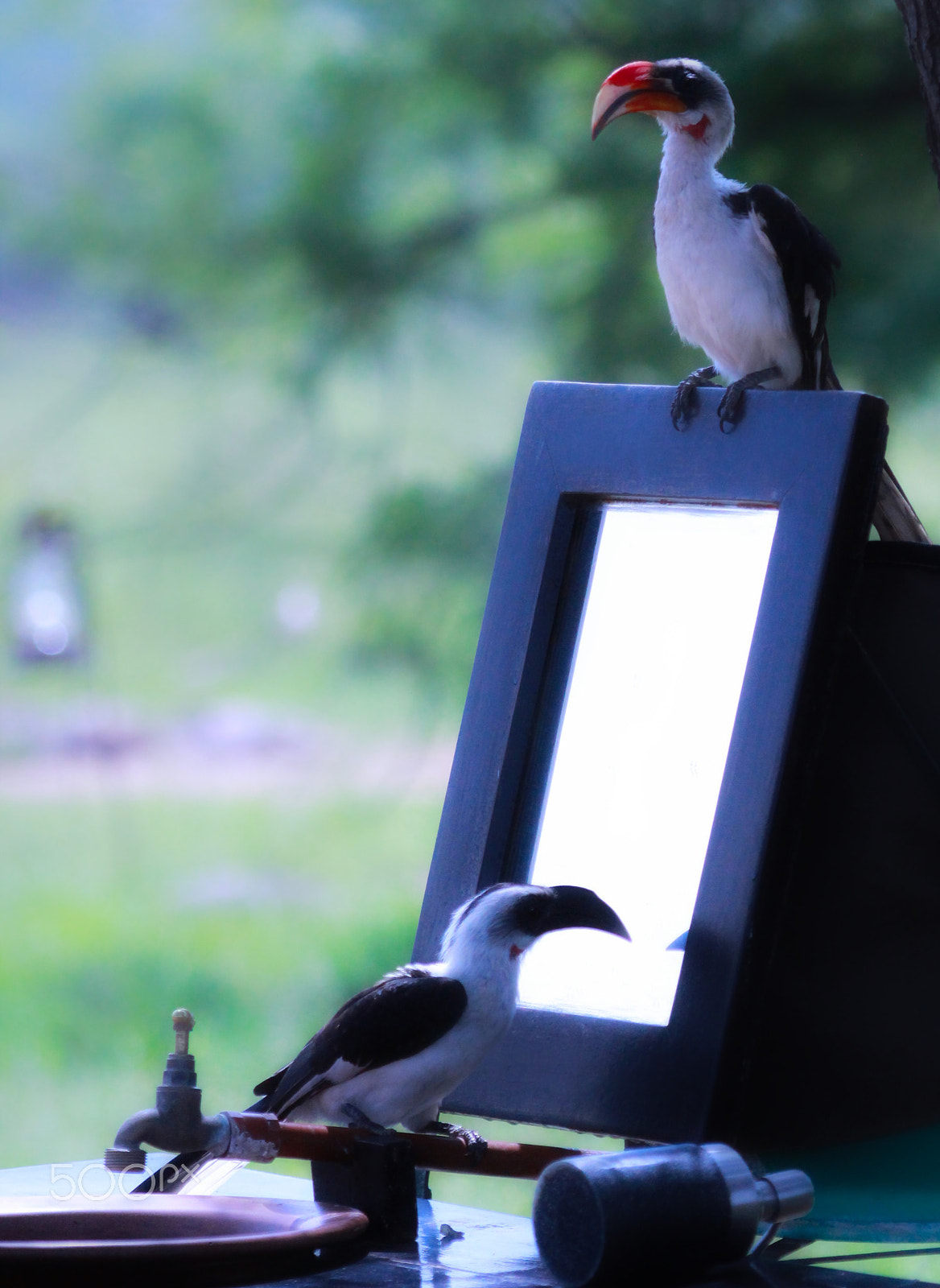 Canon EF 100-400mm F4.5-5.6L IS USM sample photo. I'm so pretty photography
