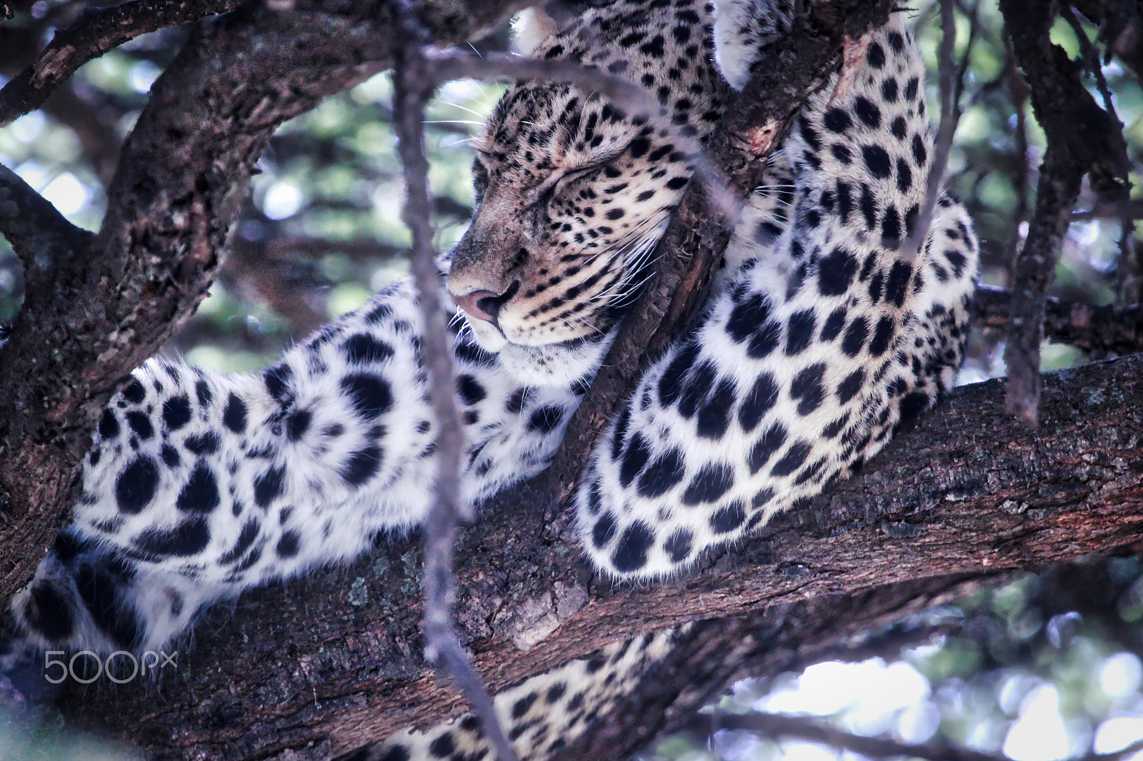 Canon EF 100-400mm F4.5-5.6L IS USM sample photo. Sleeping leopard photography