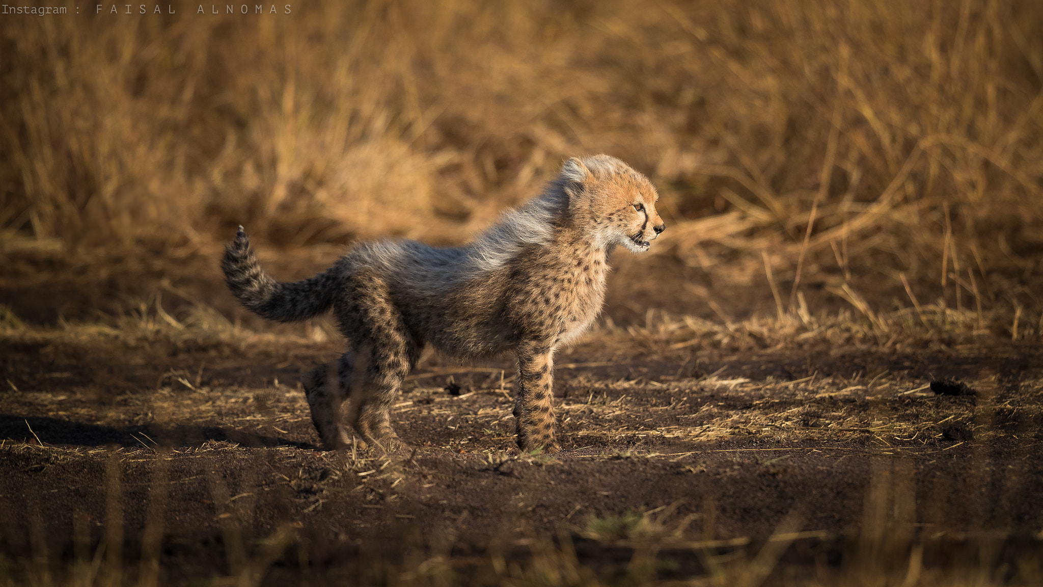 Canon EF 500mm F4L IS II USM sample photo. I'm the son of malaika photography