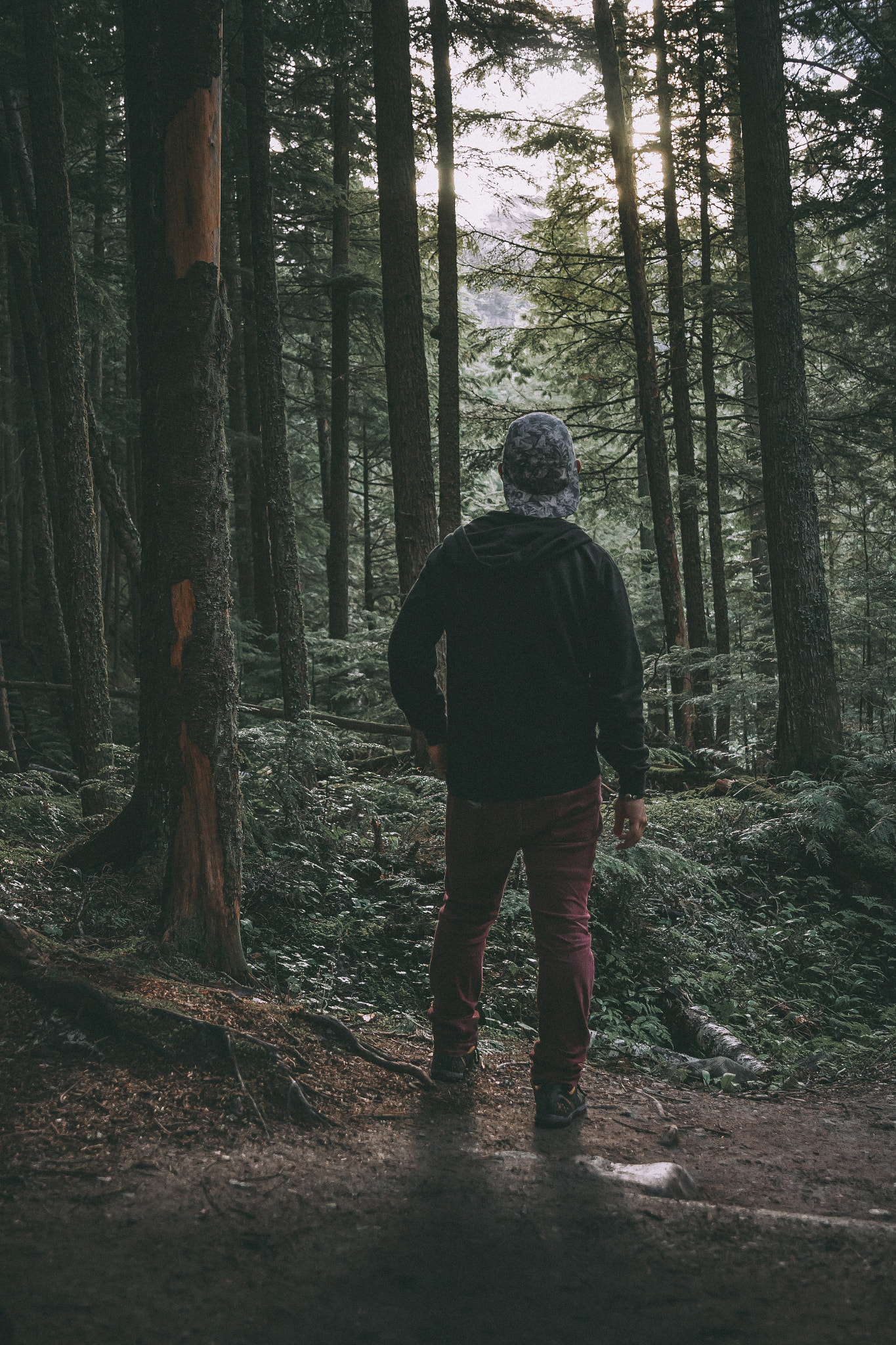 Canon EF 24-70mm F2.8L II USM sample photo. Lost in the woods photography