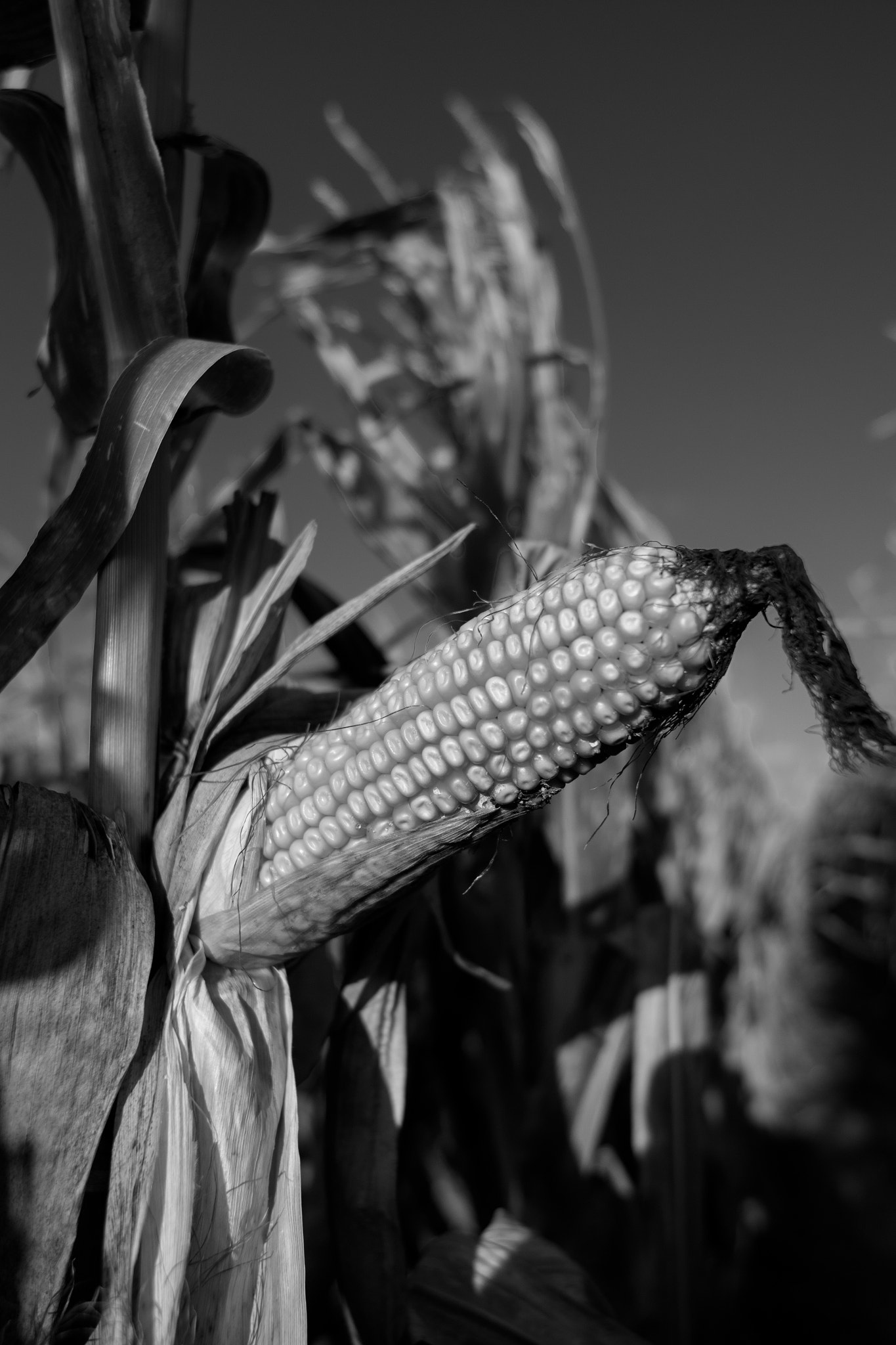 Canon EF 300mm f/2.8L sample photo. Corn ear photography