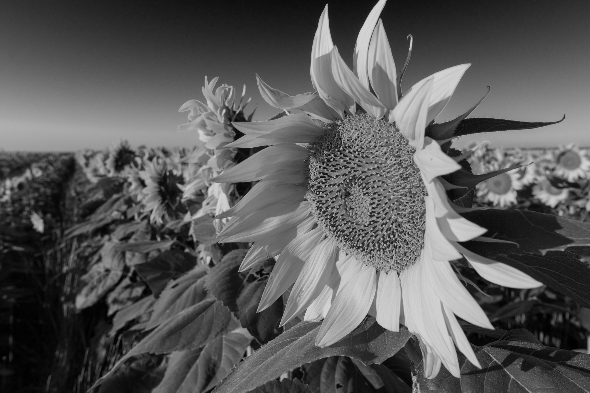 Canon EF 300mm f/2.8L sample photo. Sunflower field photography