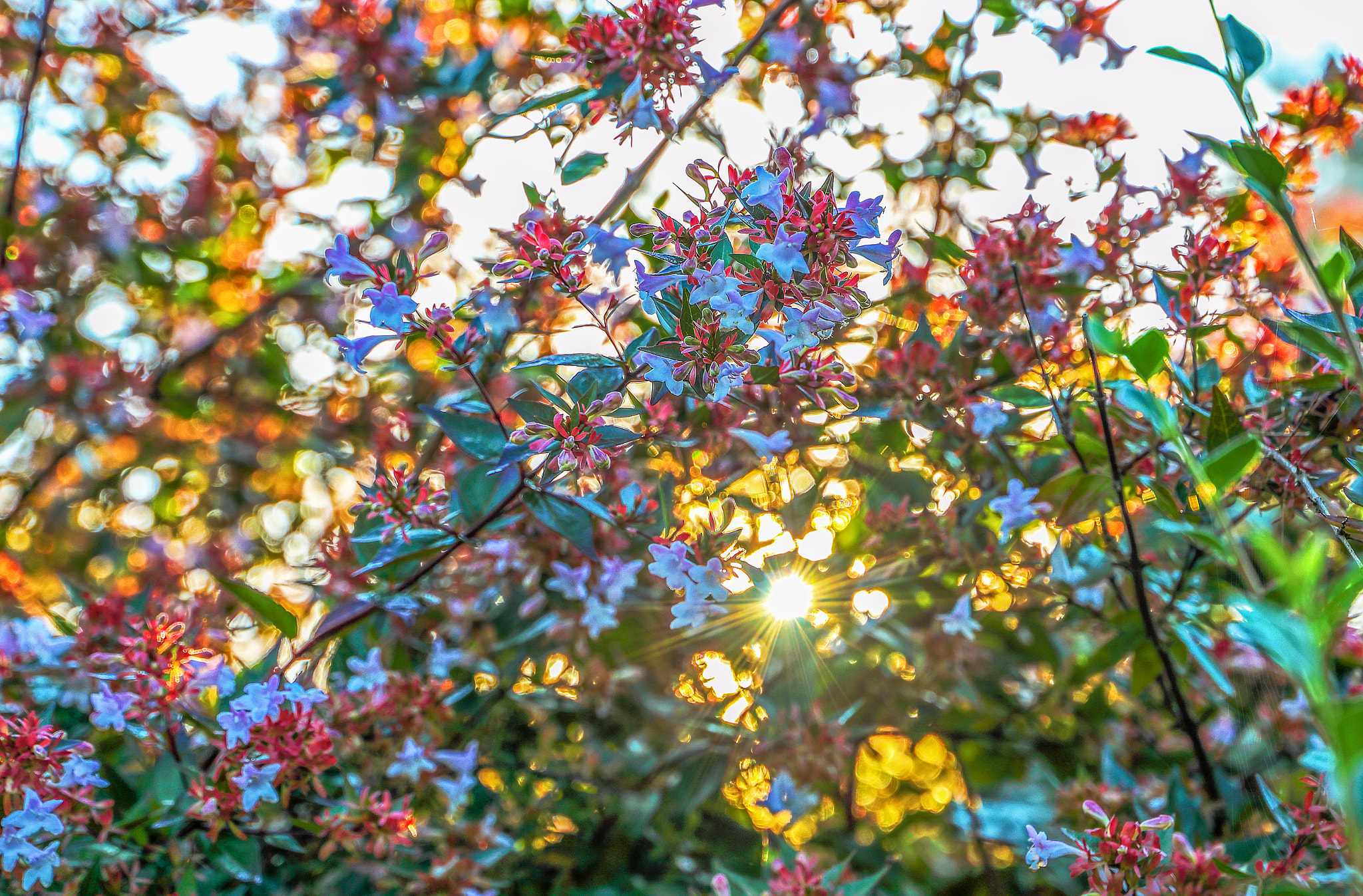 Canon EF 24-105mm F3.5-5.6 IS STM sample photo. Nature's stained glass photography