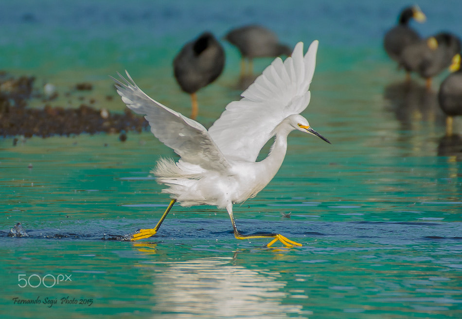 Sigma 50-500mm F4.5-6.3 DG OS HSM sample photo. Snowy  egret photography