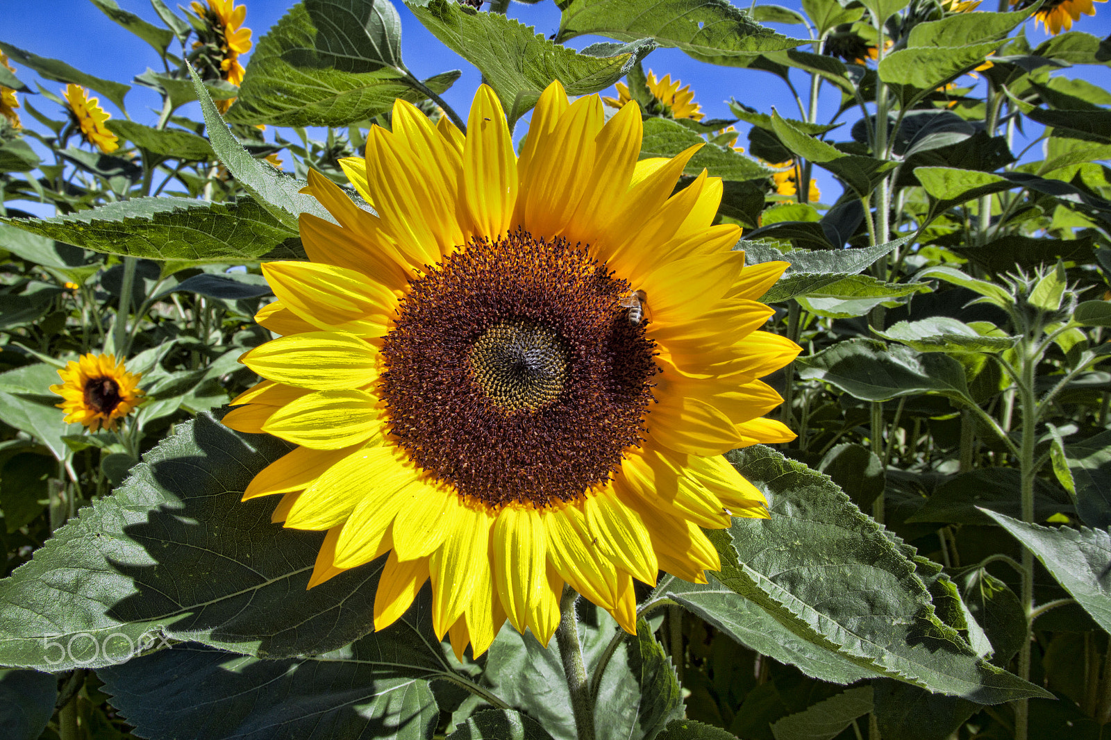 Sigma 17-70mm F2.8-4 DC Macro OS HSM sample photo. Sonnenblume photography