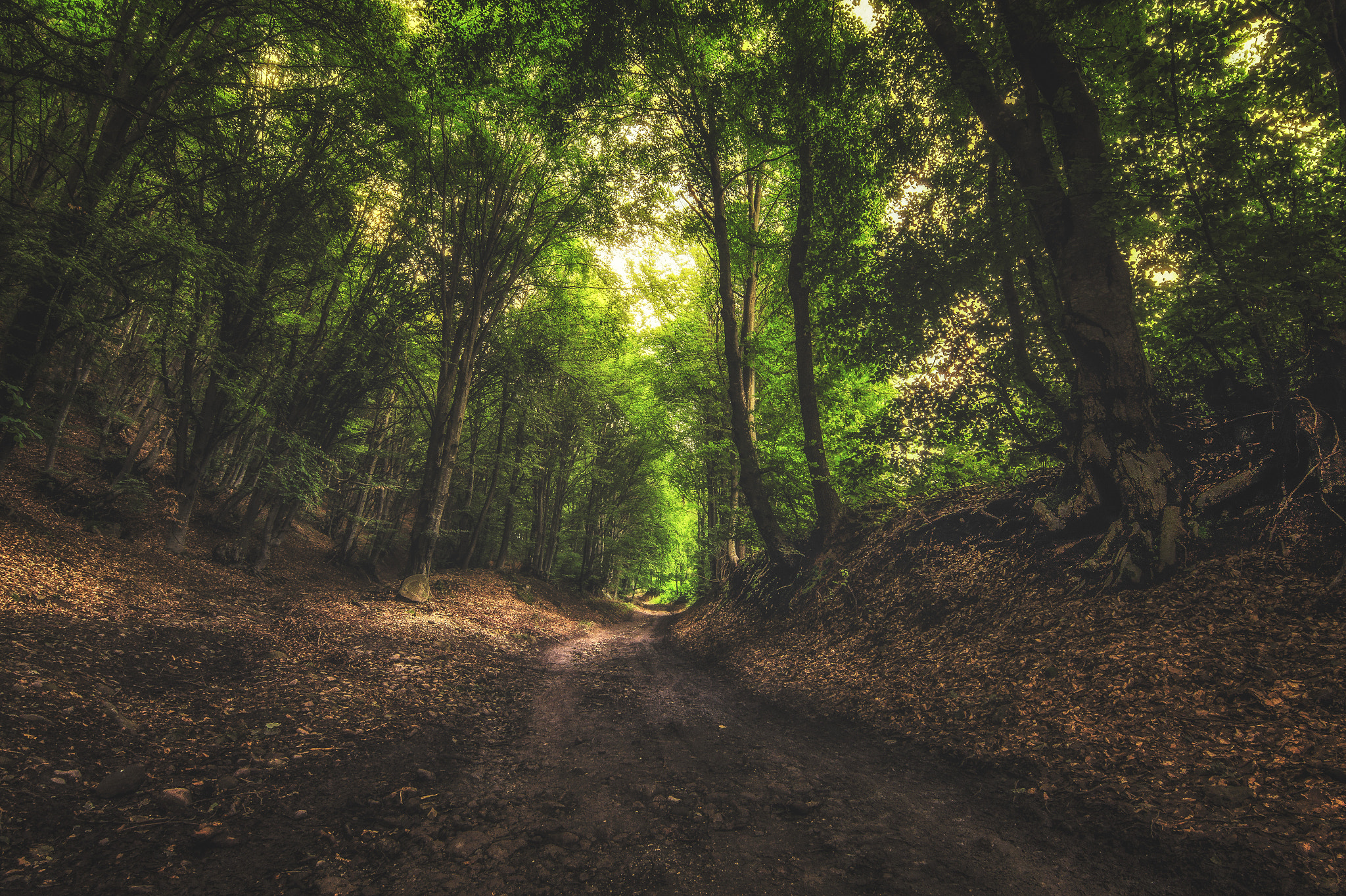 Sony SLT-A58 + 20mm F2.8 sample photo. Fairy tale forest photography