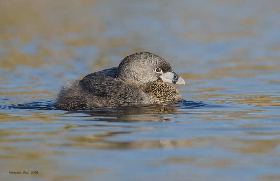Sigma 50-500mm F4.5-6.3 DG OS HSM sample photo. Pied billed  grebe photography