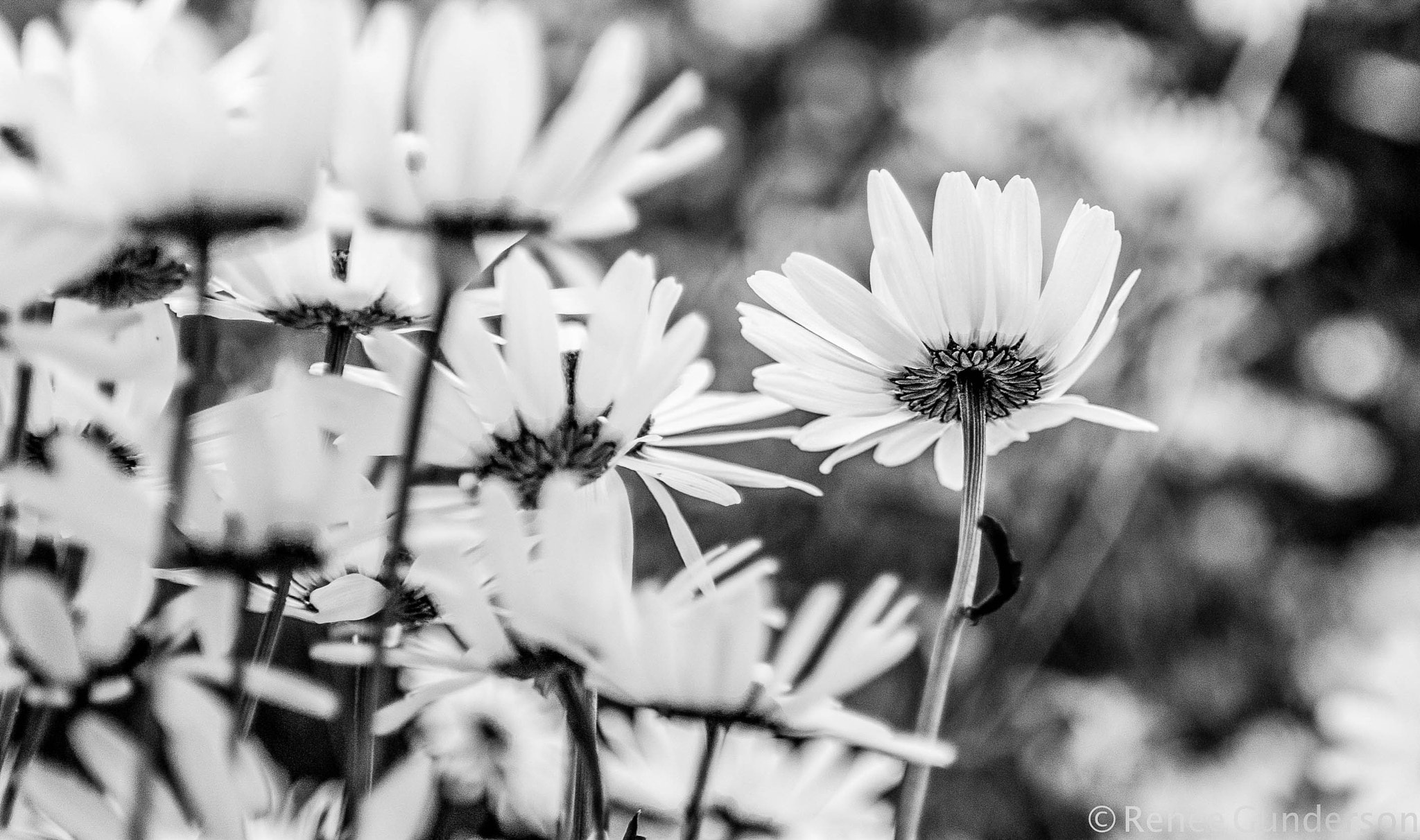 Nikon D60 + Nikon AF-S Nikkor 35mm F1.8G ED sample photo. Daisies  photography