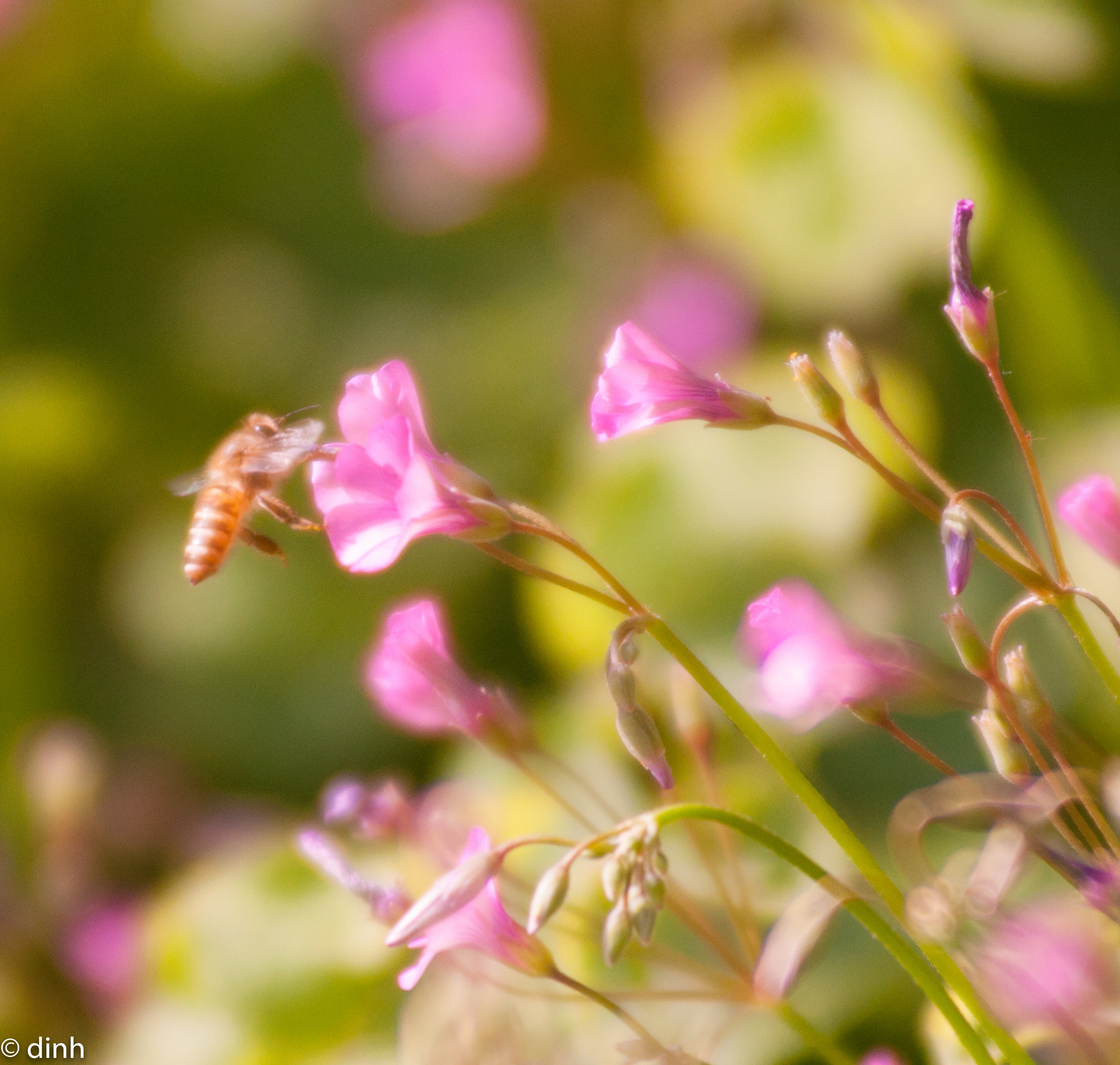 Nikon AF-Nikkor 80-200mm F2.8D ED sample photo. Chăm chỉ photography
