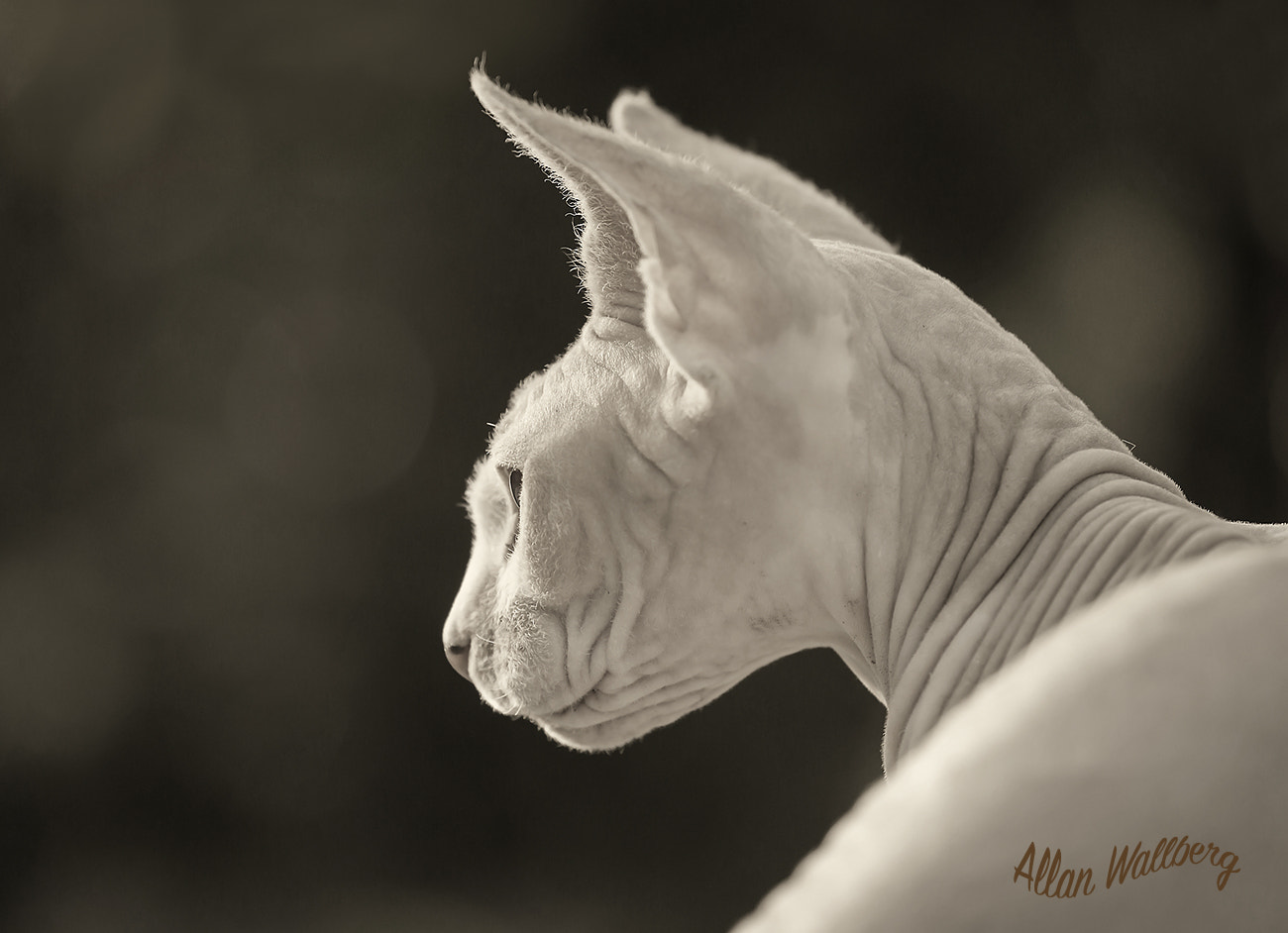 Sphynx