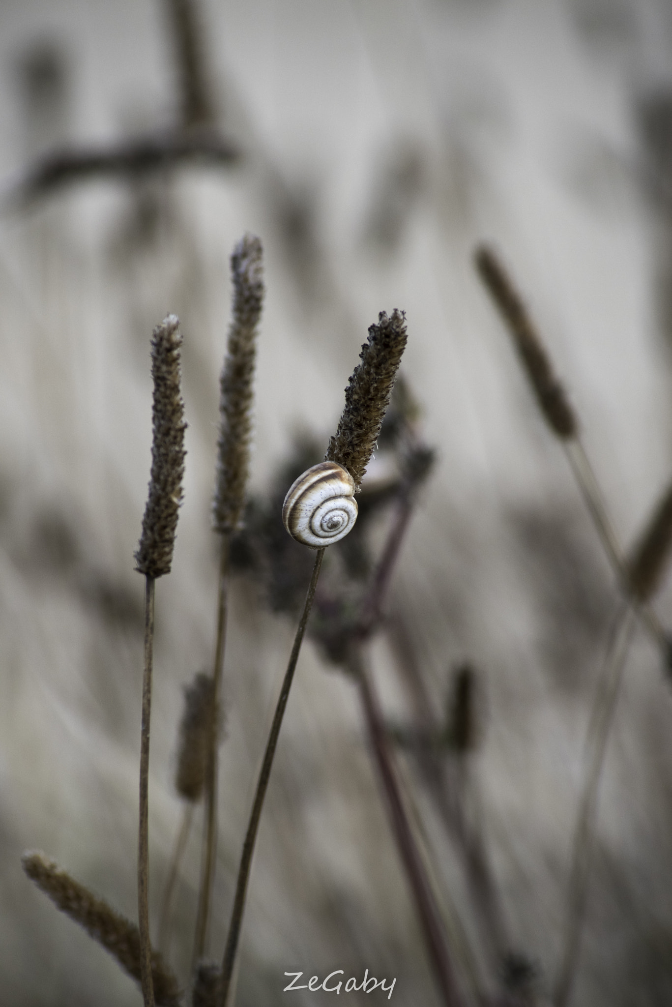 Tamron AF 70-300mm F4-5.6 Di LD Macro sample photo. Snail photography