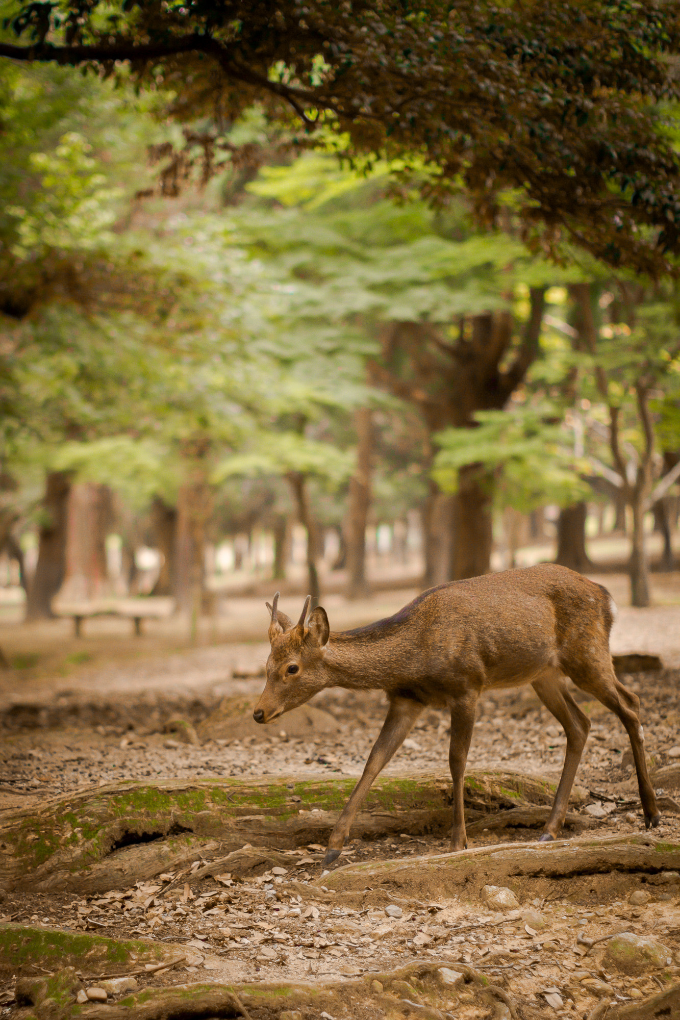 Canon EOS 7D + Canon EF 50mm F1.2L USM sample photo. Nara: deer in the city photography