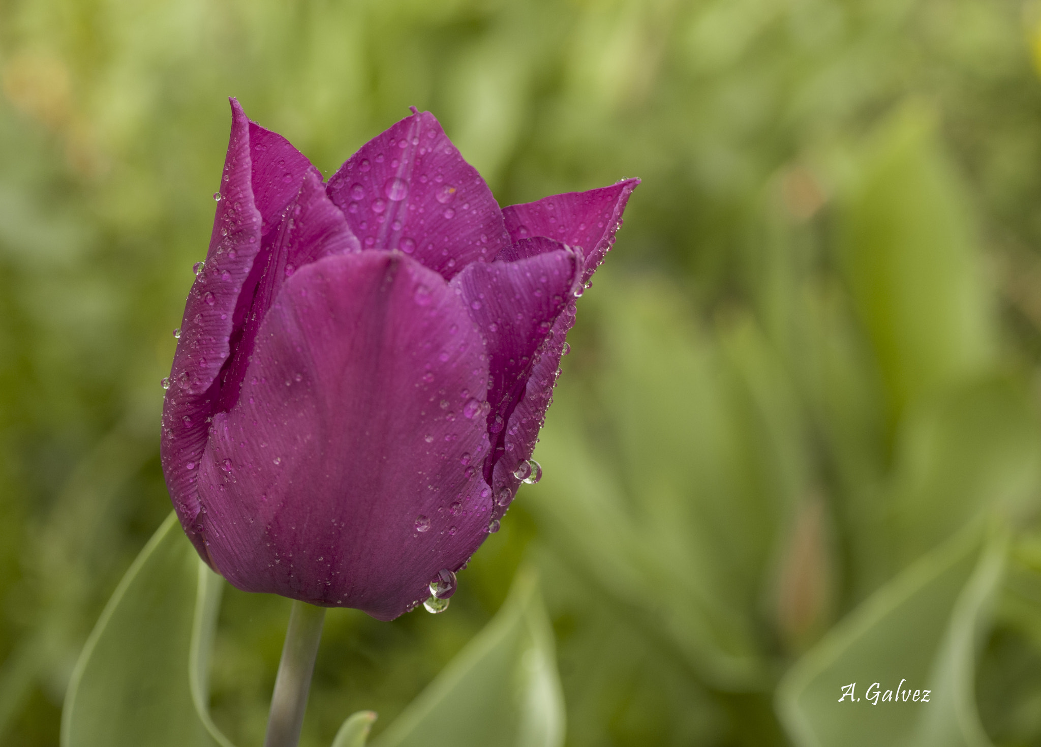 Nikon D300 sample photo