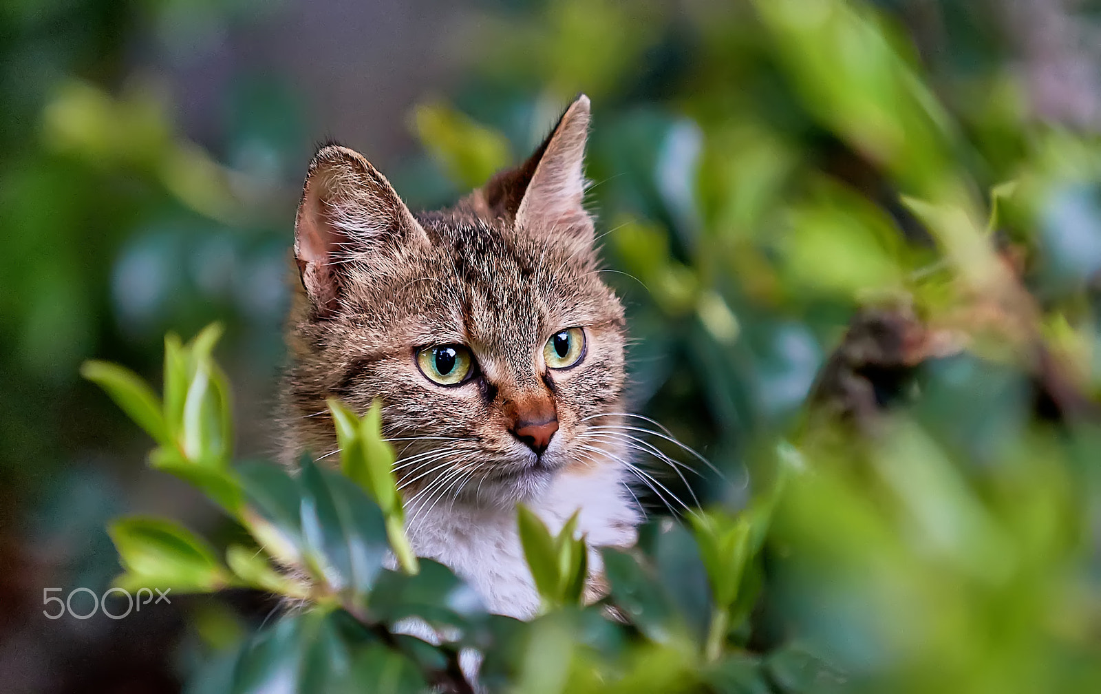 Sony a99 II + Minolta/Sony AF 70-200mm F2.8 G sample photo. Jungle elves photography
