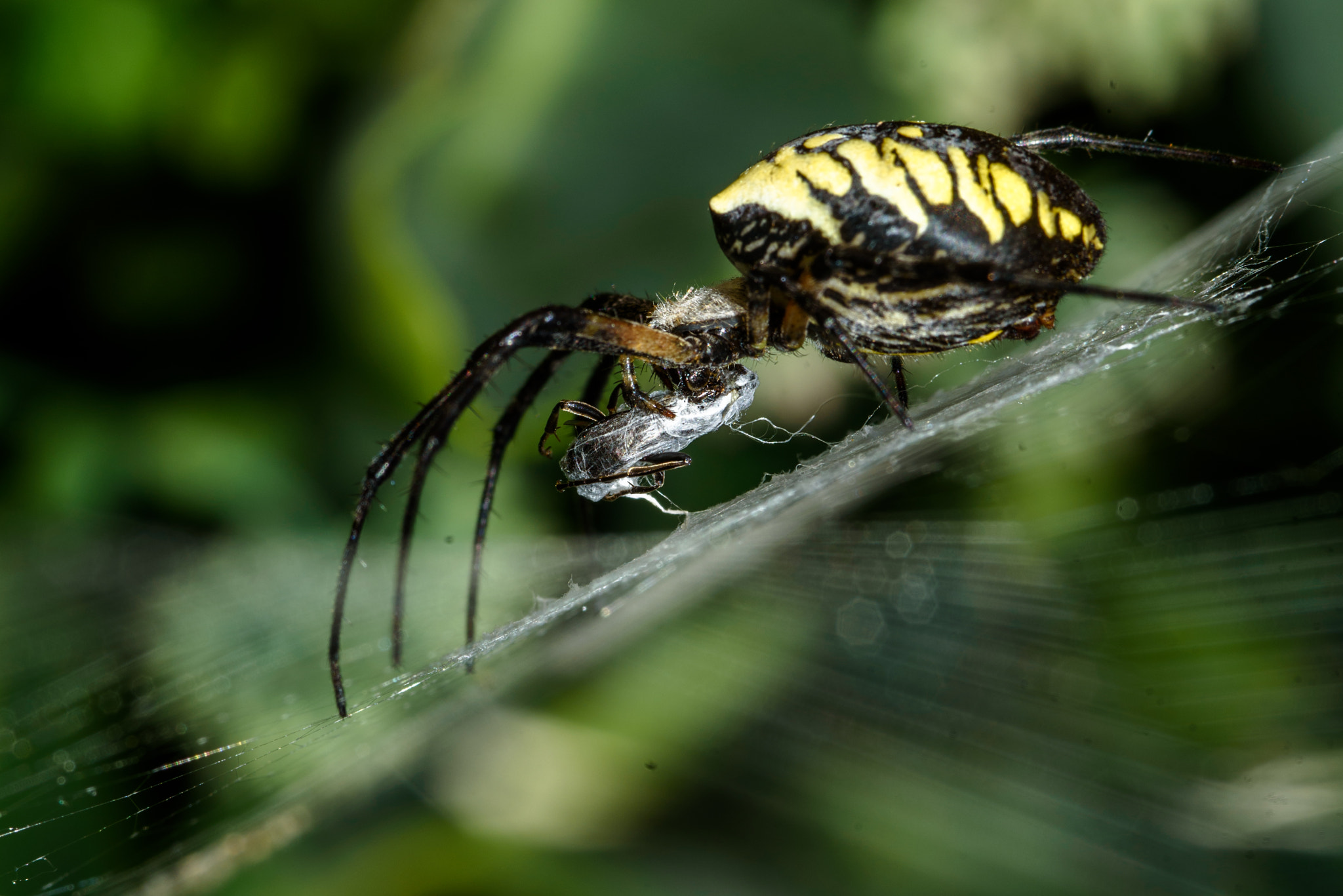 Nikon D750 + AF Micro-Nikkor 105mm f/2.8 sample photo. Spider wrap photography