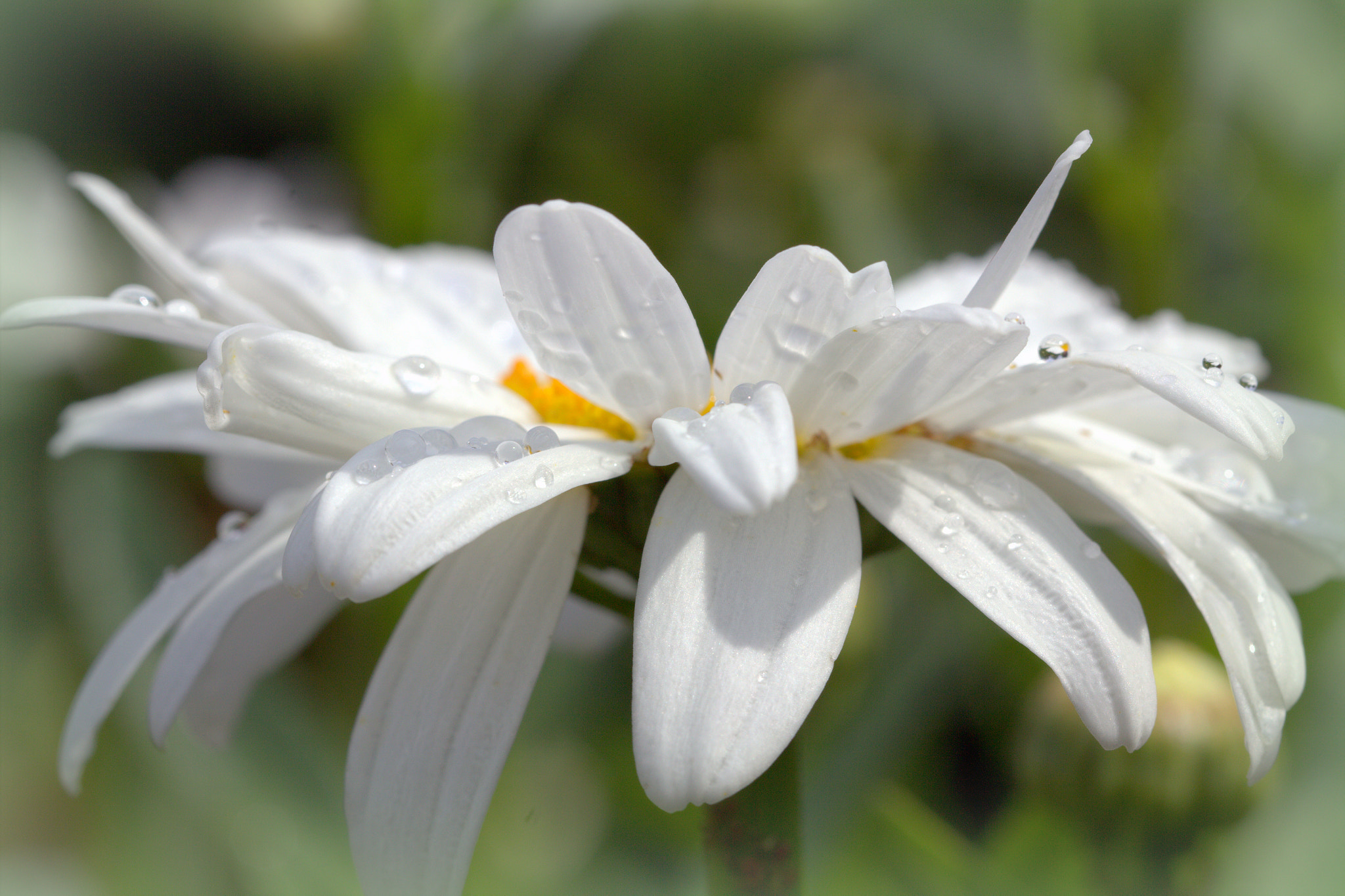 Canon EOS 600D (Rebel EOS T3i / EOS Kiss X5) + Canon EF 100mm F2.8L Macro IS USM sample photo. Tricksy camomile photography