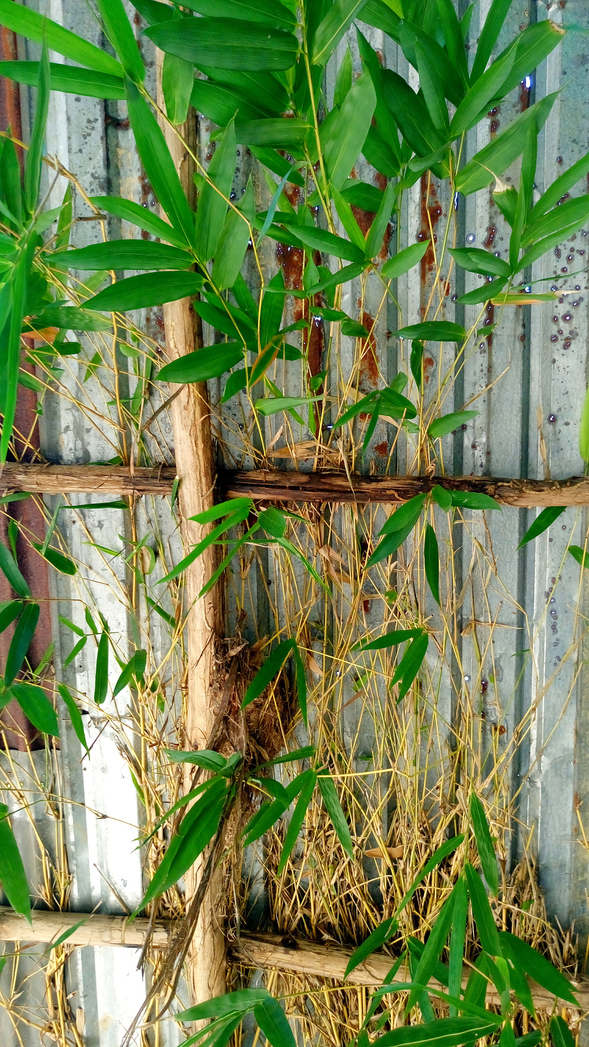 Sony Xperia M5 Dual sample photo. Yellow bamboo  photography