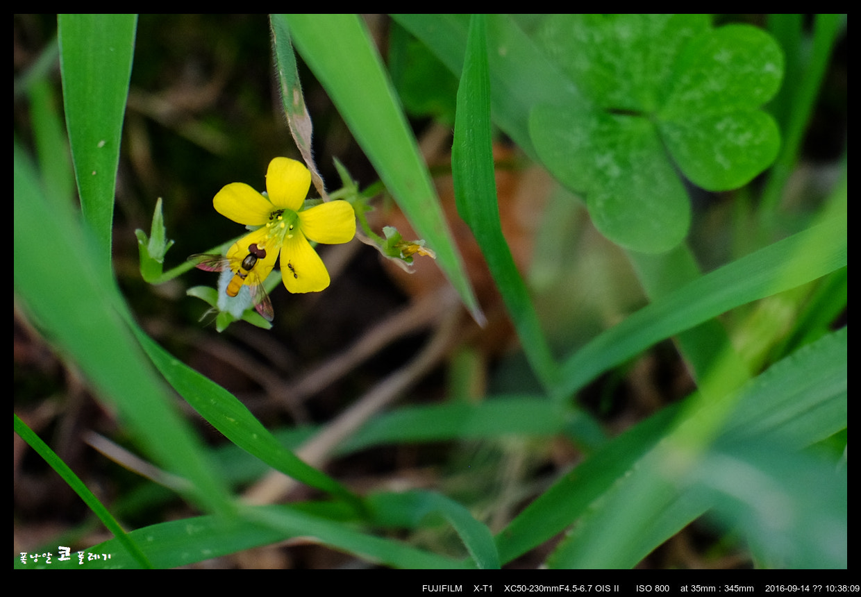 Fujifilm X-T1 + Fujifilm XC 50-230mm F4.5-6.7 OIS II sample photo. Little world photography