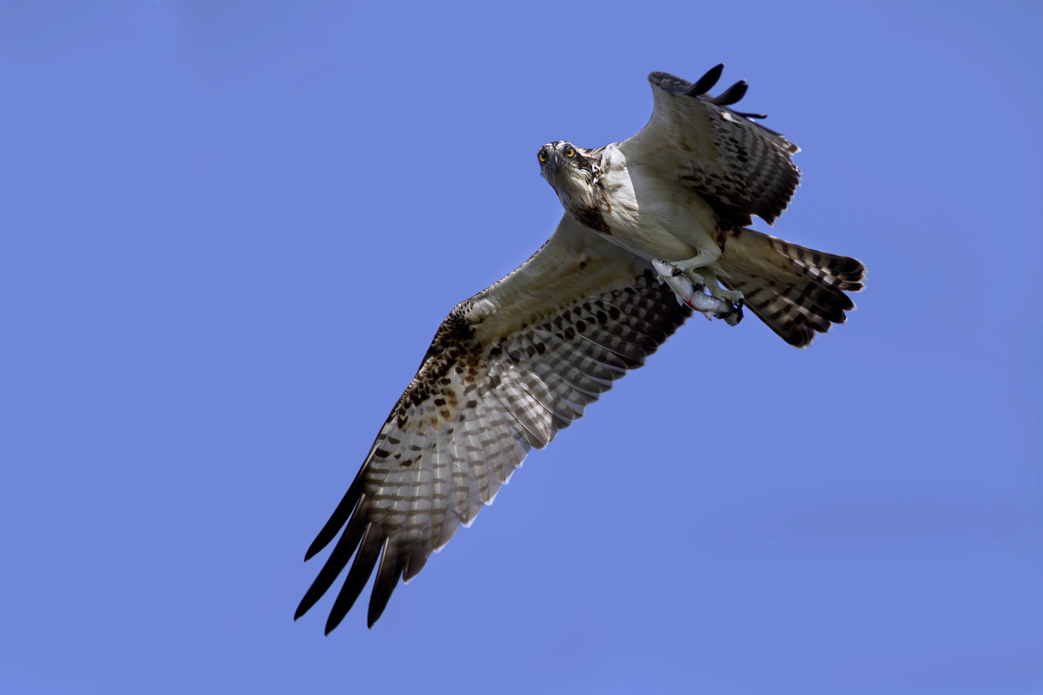 Canon EOS 7D + Canon EF 300mm f/2.8L + 1.4x sample photo. Osprey photography