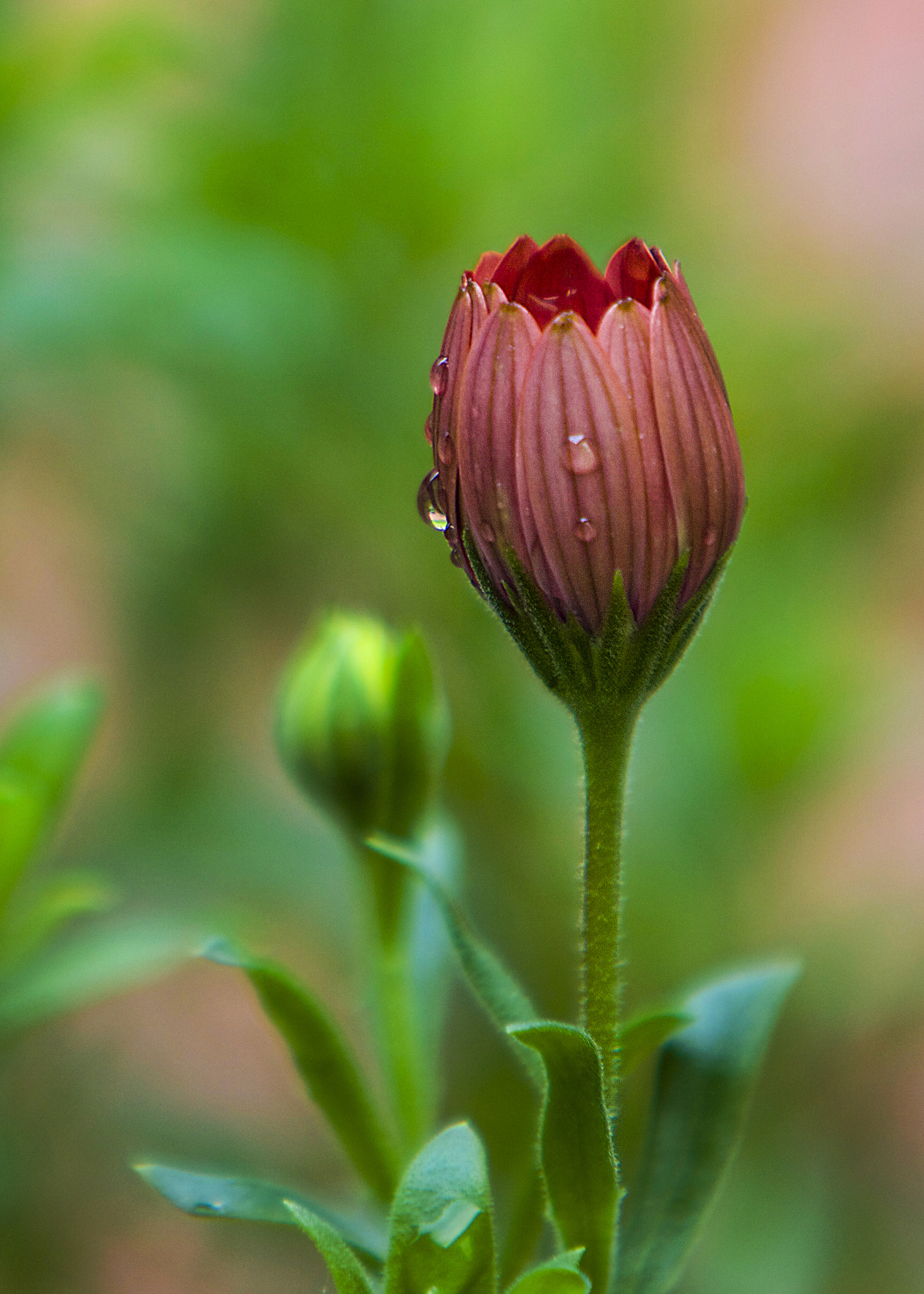 Canon EF 70-200mm F2.8L IS USM sample photo. Flower photography