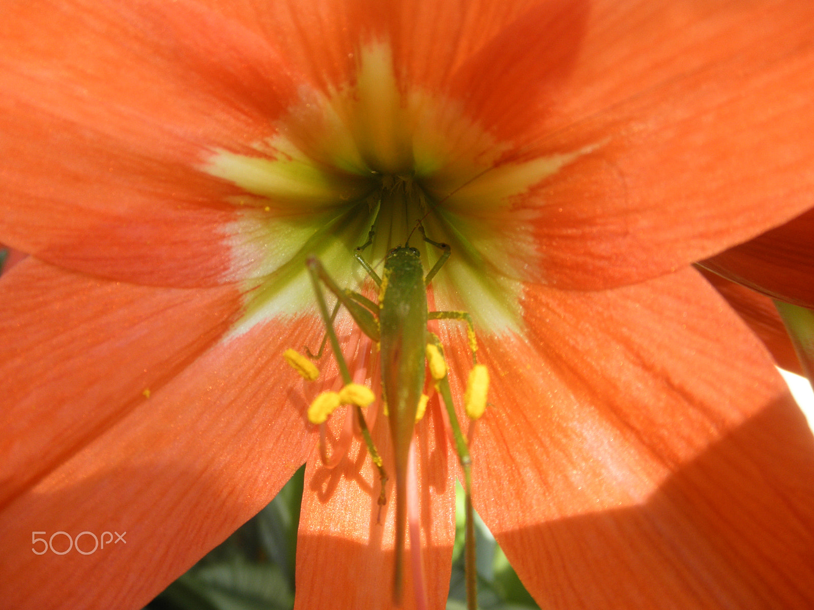 Olympus u7030,S7030 sample photo. Call of the red-orange full bloom photography