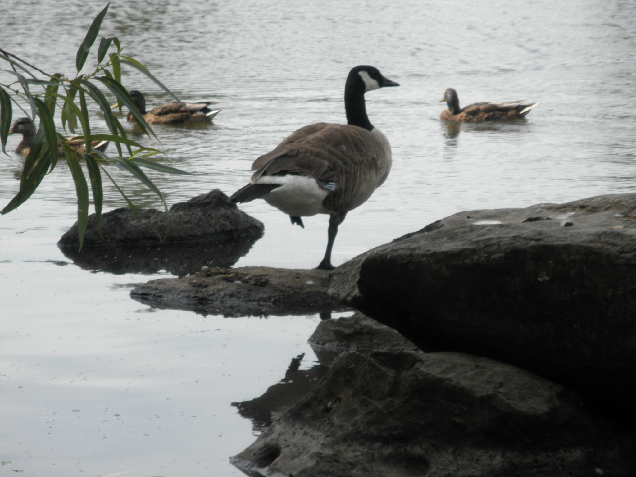 Olympus u7030,S7030 sample photo. Duck balancing act photography