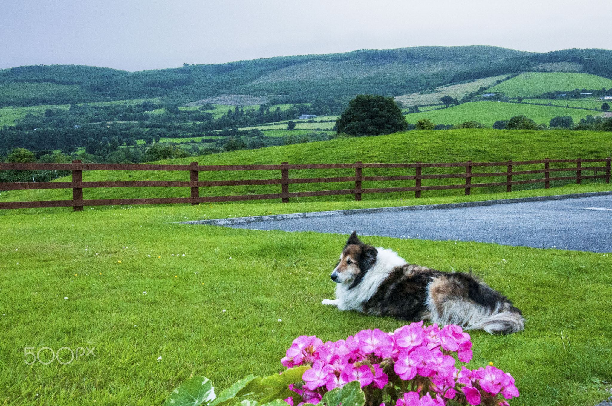 Irish Collie Lauch derg